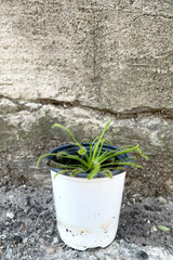 A full-body view of the 4" Drosera "Sundew" against a concrete backdrop