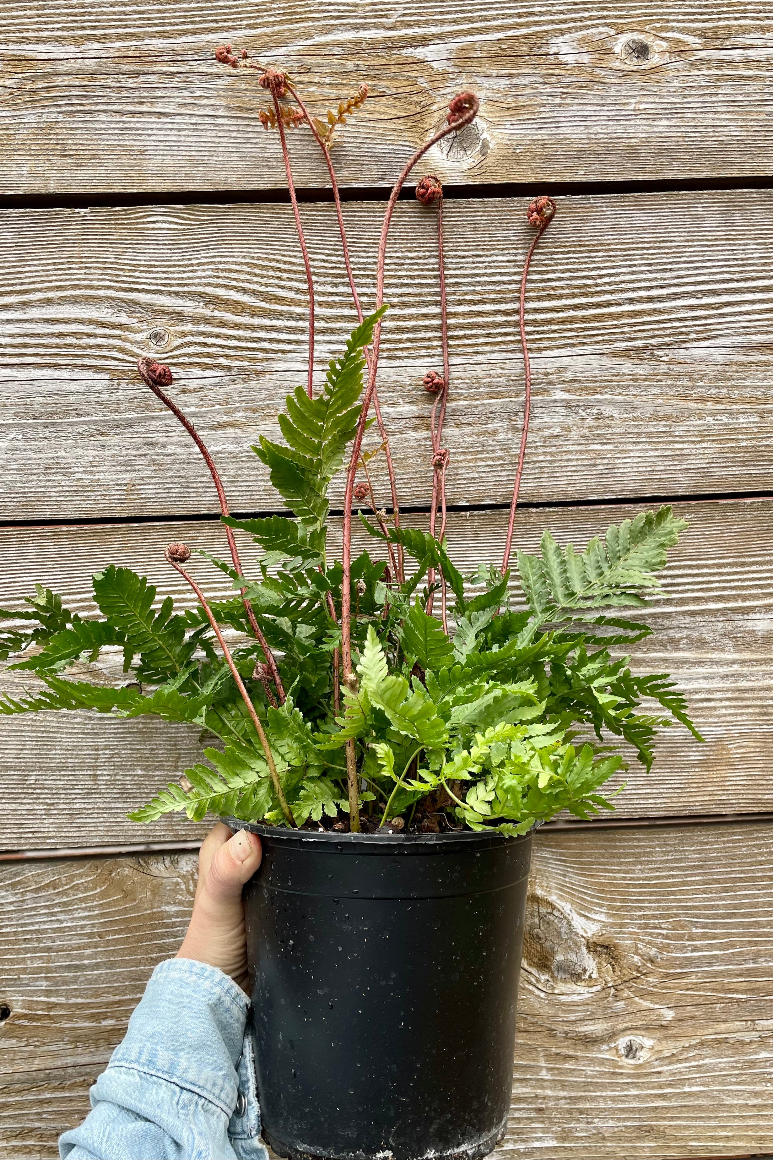 Dryopteris 'Brilliance' fern in a #1 growers pot against a  wood fence at Sprout Home. 