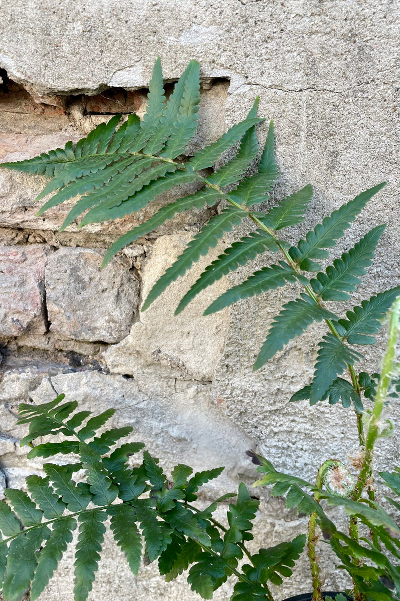 Dryopteris ludoviciana 6" detail of green leaves against a grey wall