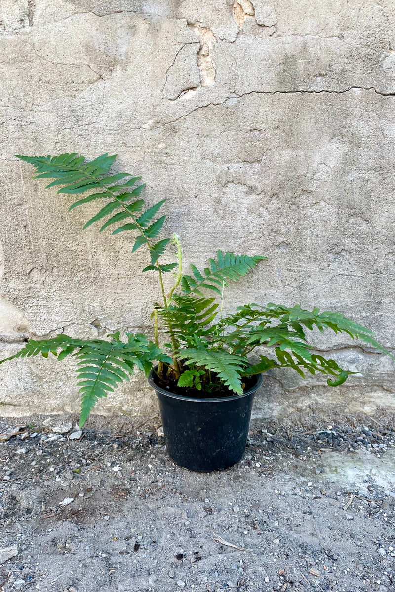 Dryopteris ludoviciana 6" black growers pot with green leaves against a grey wall