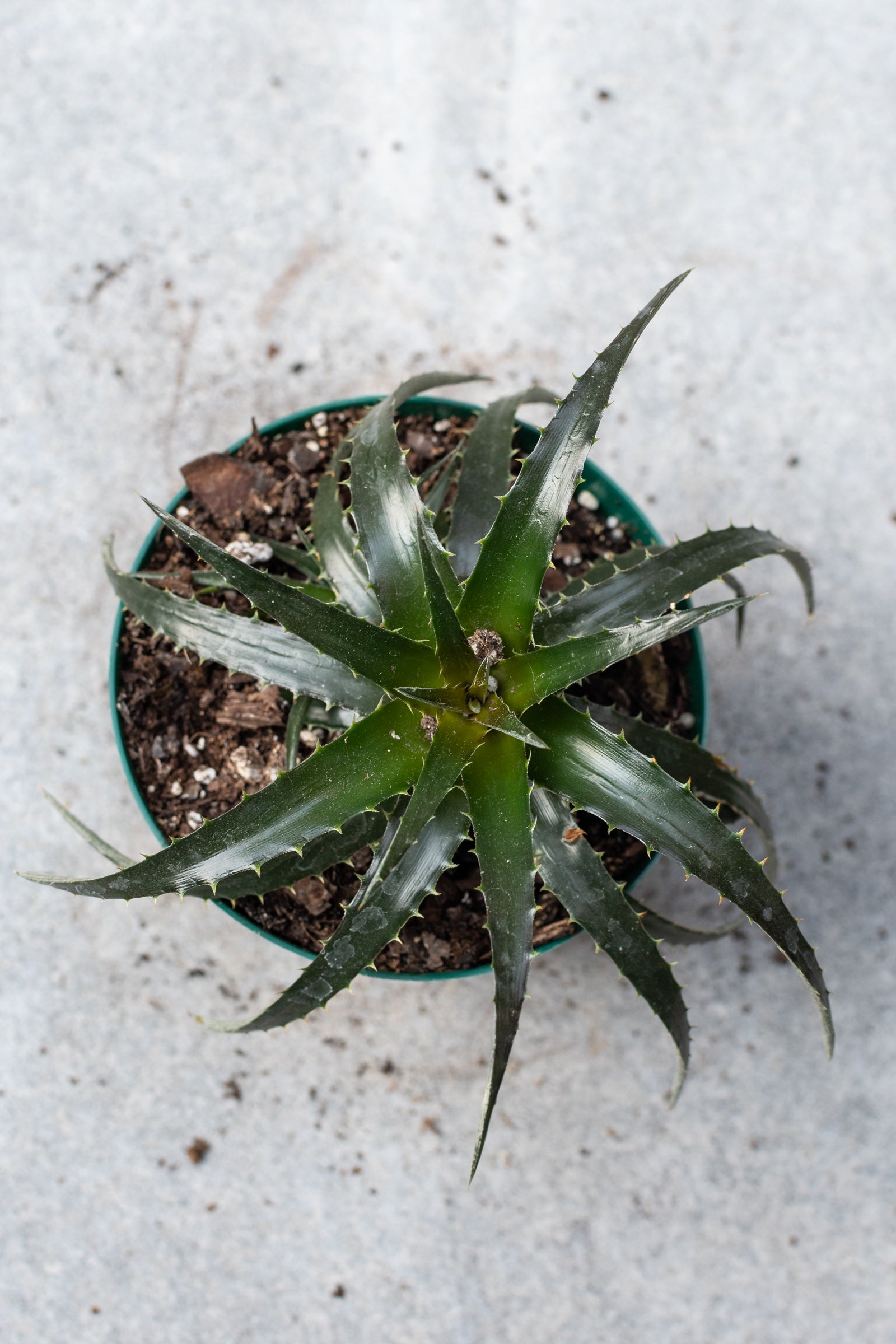 Dyckia plant shot from above looking in to the center of the plant. 