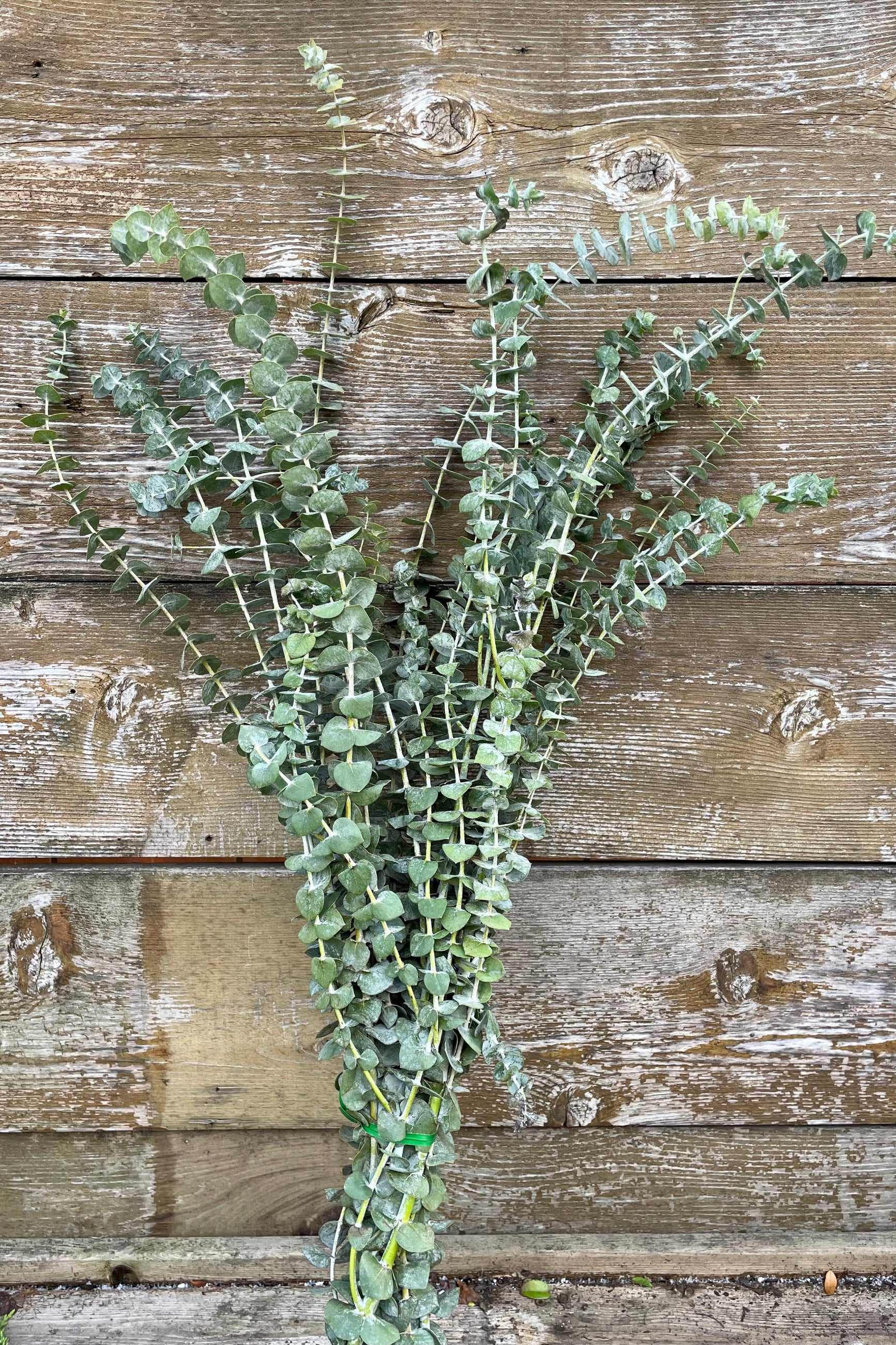 A bunch of fresh baby blue Eucalyptus at Sprout Home against a wood fence. ©Sprout Home