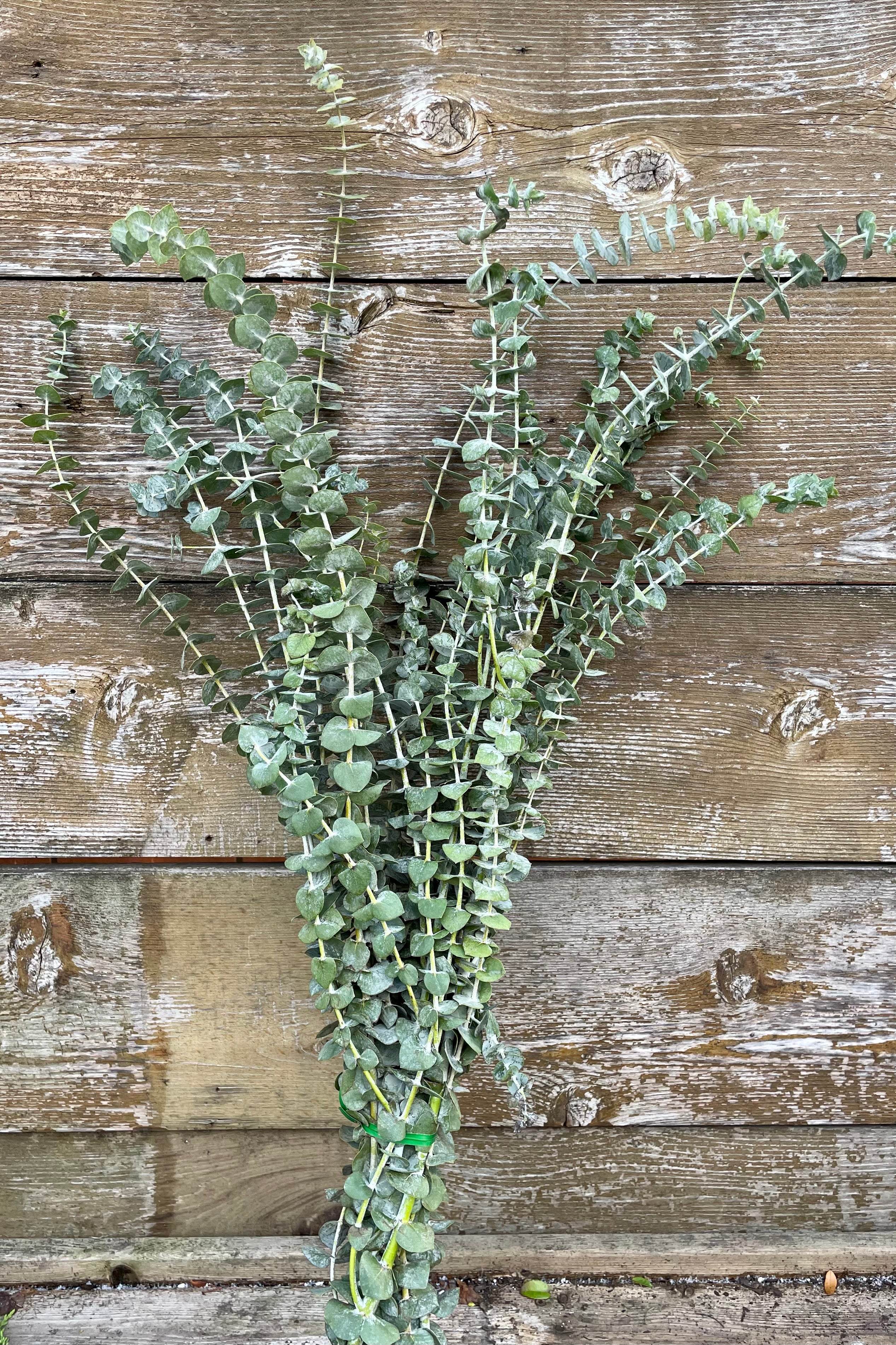 A bunch of fresh baby blue Eucalyptus at Sprout Home against a wood fence. 