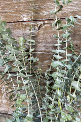 Deter picture of a bunch of baby blue eucalyptus showing the light blue round leaves. 