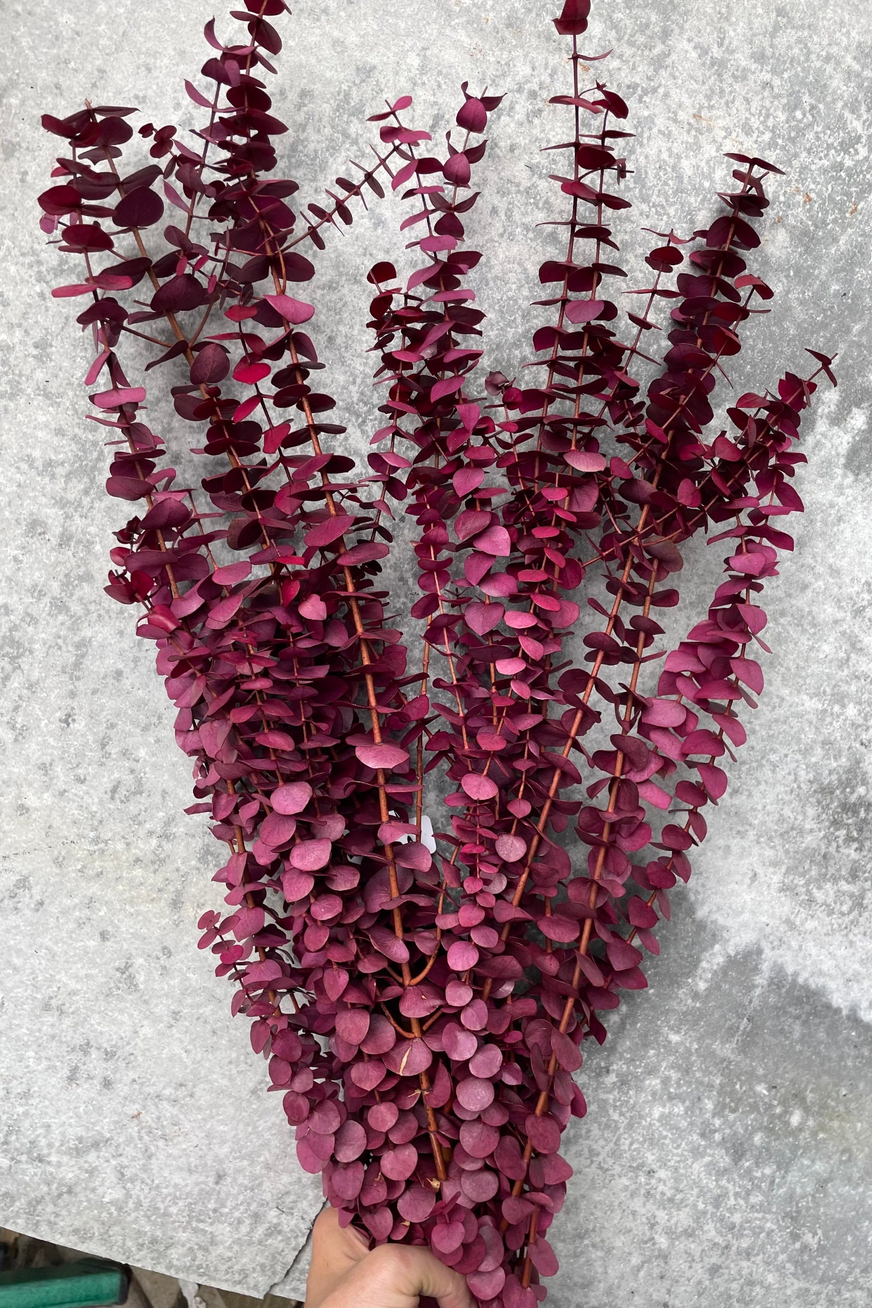 Dyed Merlot colored Eucalyptus Branch bundle against a grey wall. ©Sprout Home