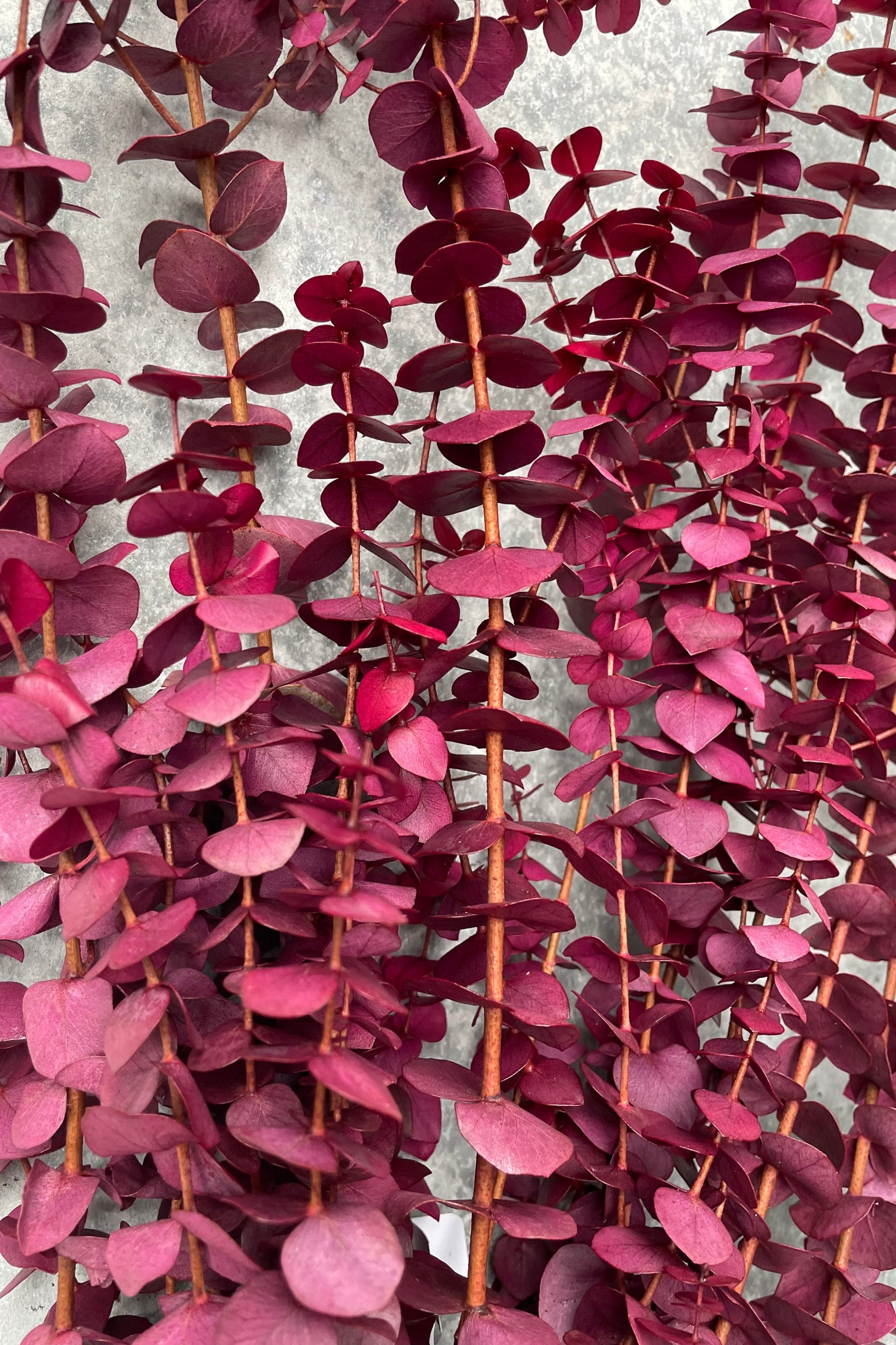 Dyed Merlot Colored Eucalyptus Branches detail shot. ©Sprout Home
