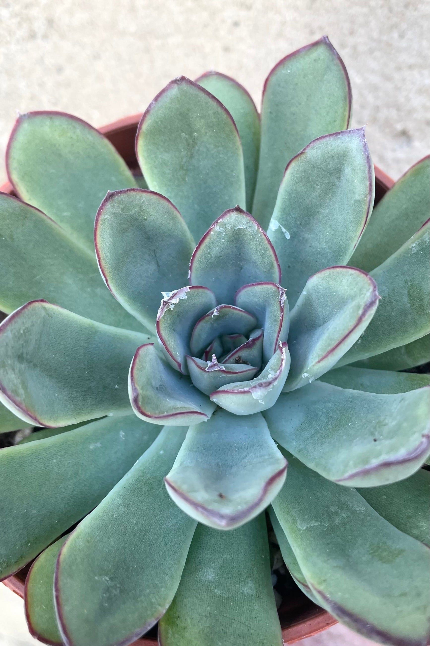 An overhead view of the Echeveria 3.25" against a concrete backdrop ©Sprout Home