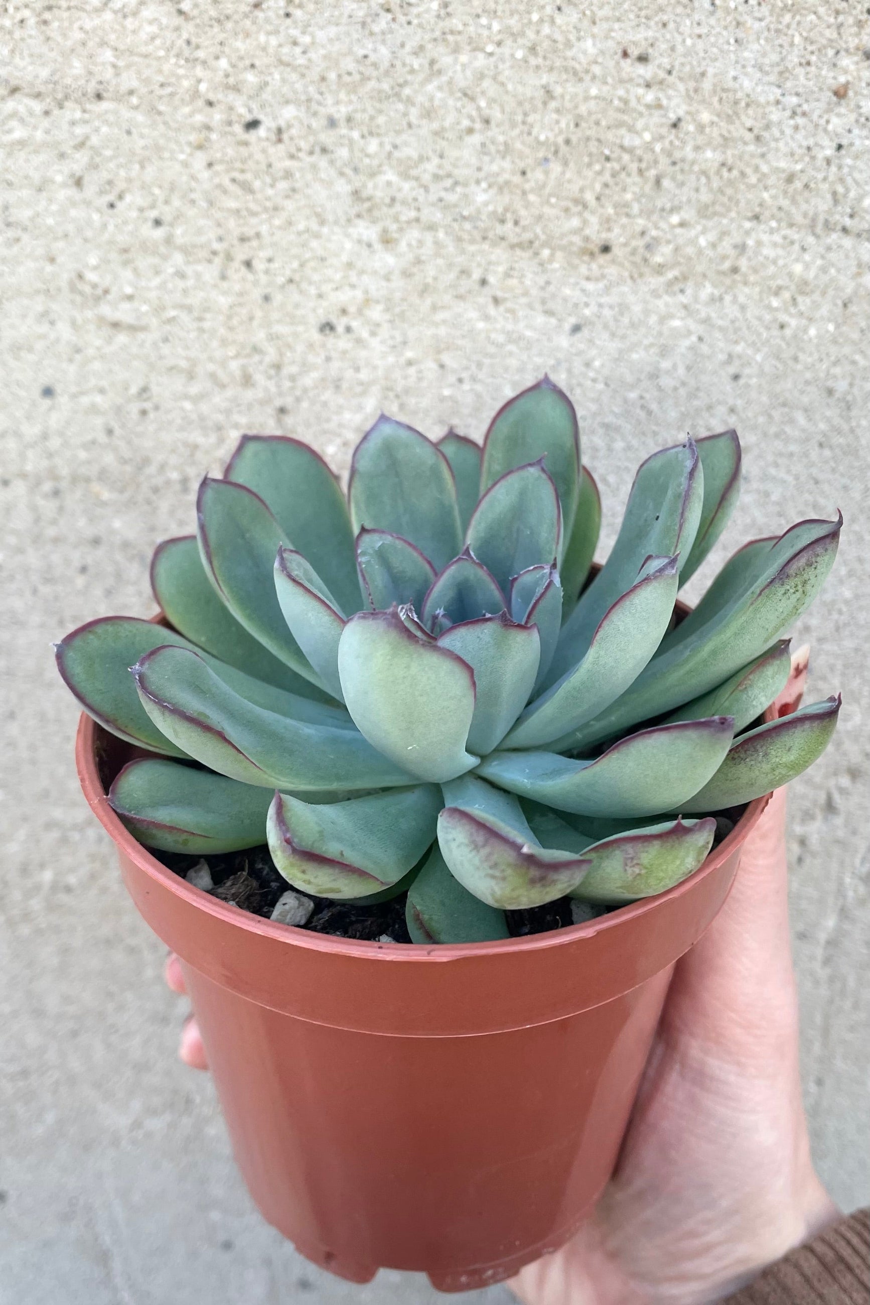 A hand holds the Echeveria 3.25" in a grow pot against a concrete backdrop ©Sprout Home