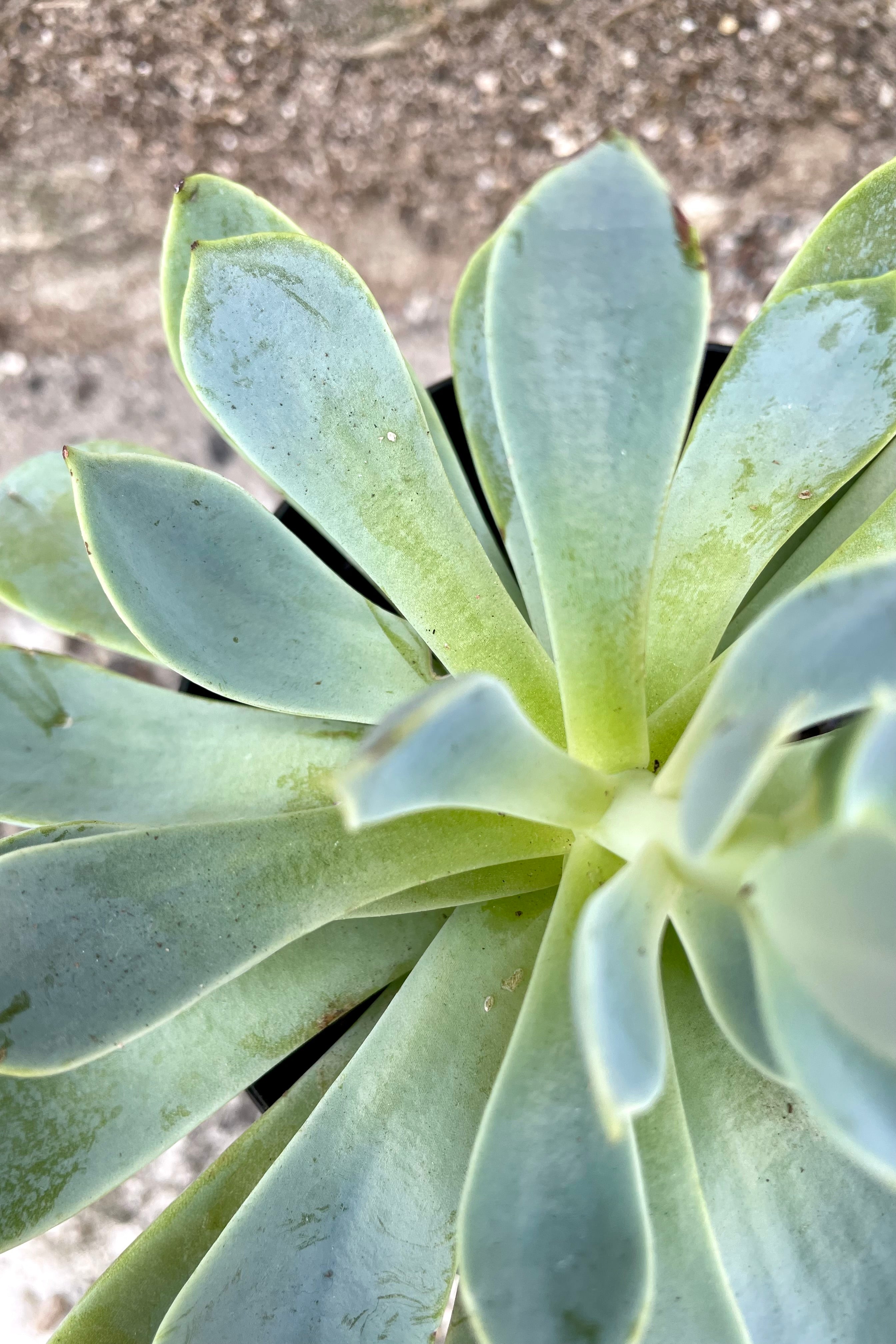 An overhead detailed view of the 3.5" Echeveria against a concrete backdrop