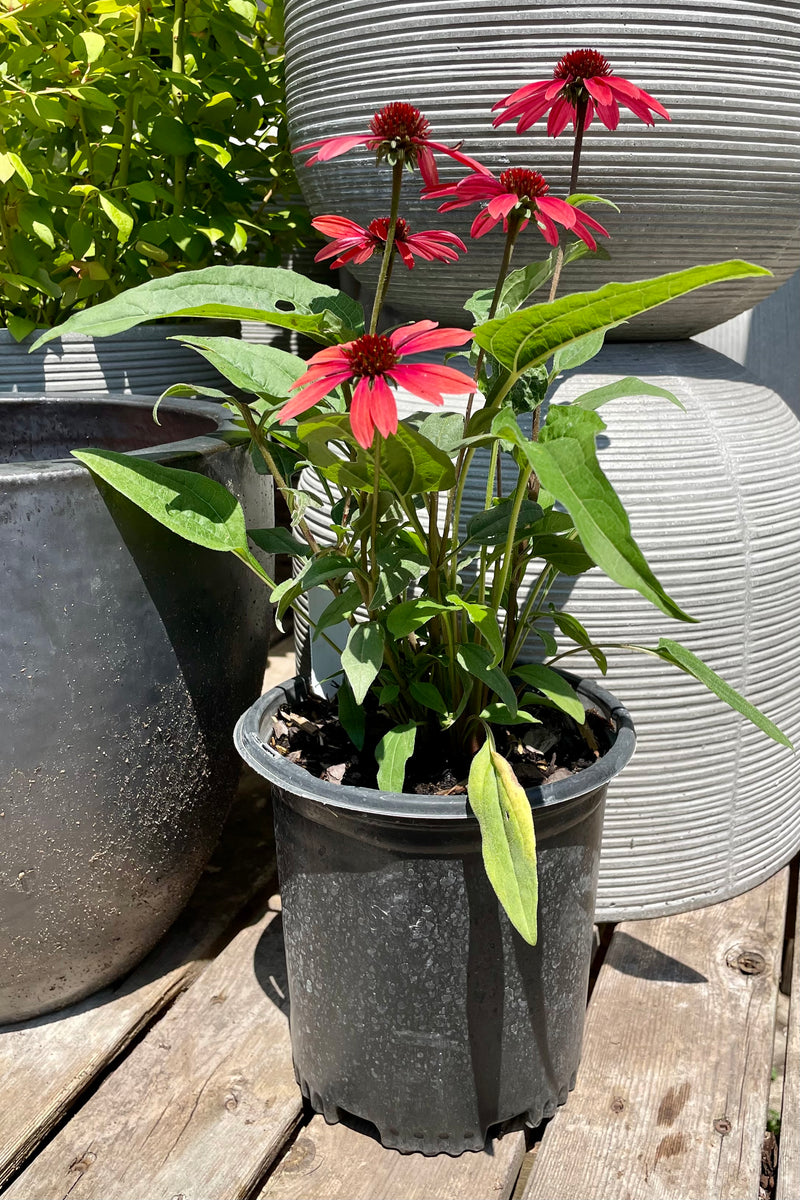 Echinacea 'Panama Red' in a #1 pot showing off the bright fuchsia red flowers the beginning of August in front of decorative pots. 