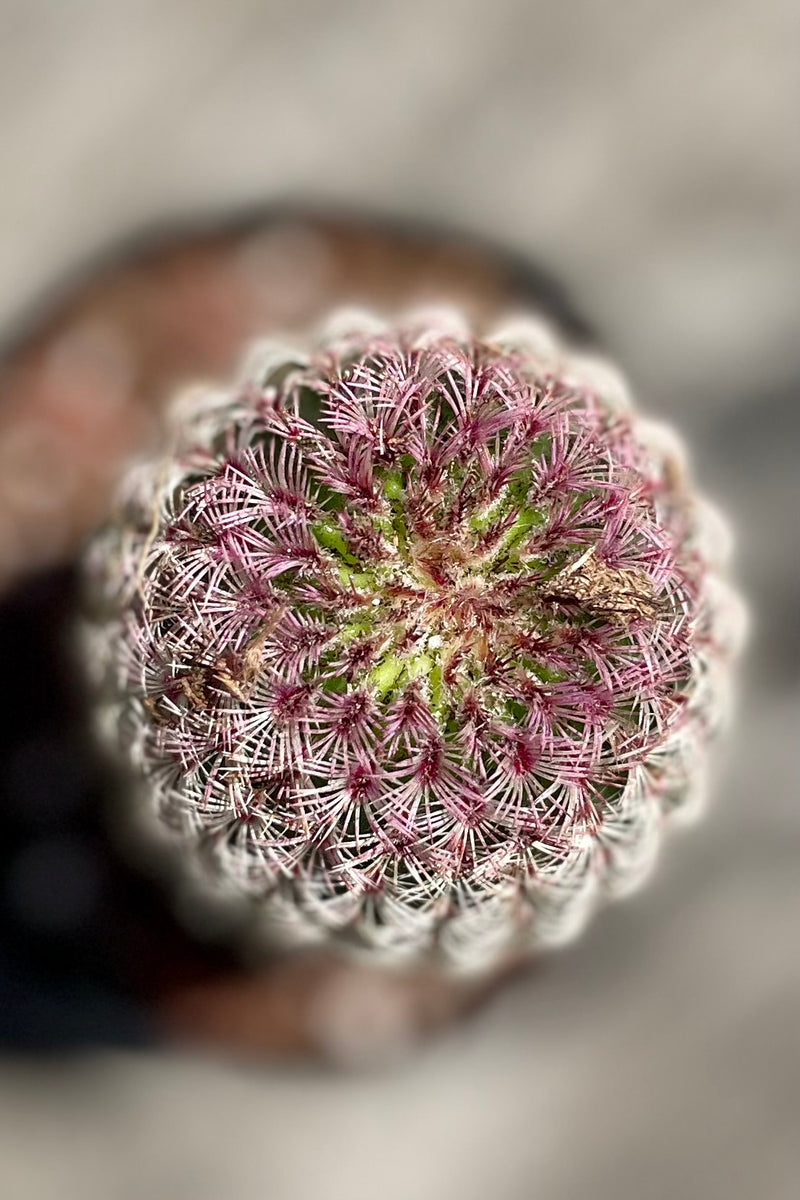 Echinocereus rigidissimus rubrispinus 2.5" green to purple gradient cactus spines against a grey wall