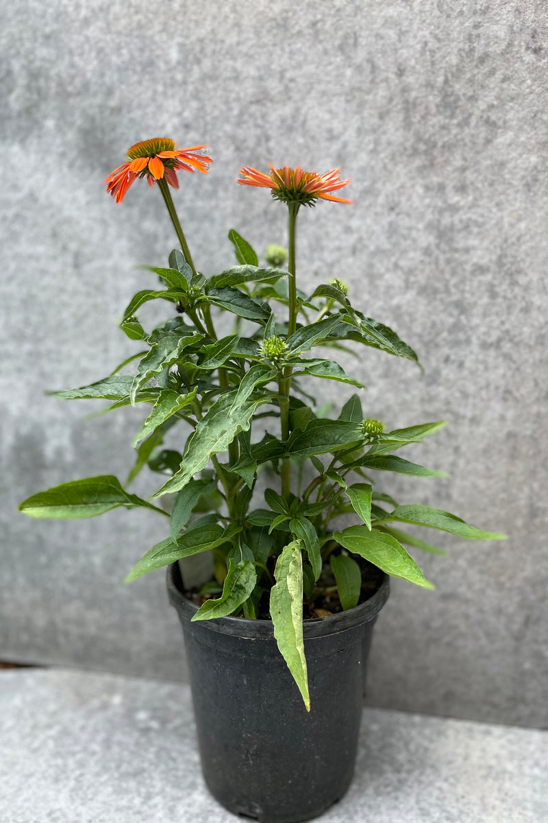 Echinacea 'Sombrero Adobe Orange' plant in bloom mid July in a #1 growers pot.