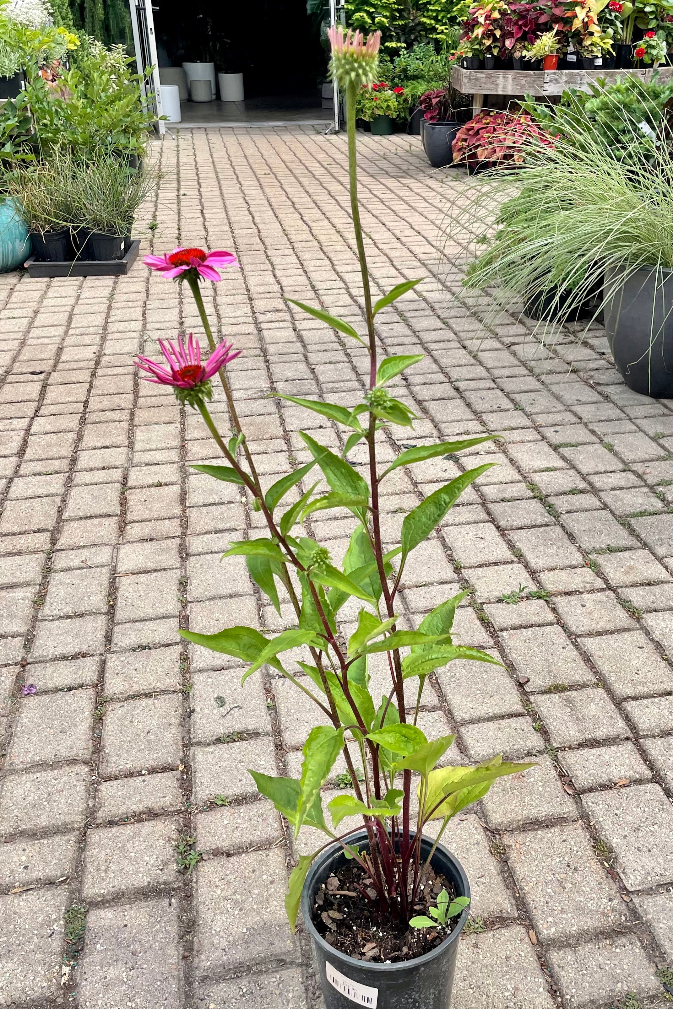 #1 pot of Echinacea 'Ruby Star' in bloom the beginning of July showing the bright purple flowers with orange center cones at Sprout Home.