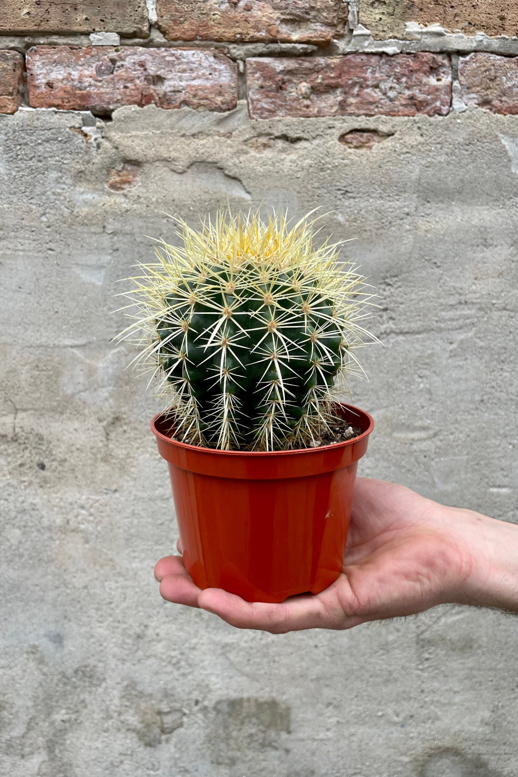 Echinocactus grusonii "Golden Barrel Cactus" 5" orange growers pot with green body with distinct ribs and golden cream spines against a grey wall ©Sprout Home