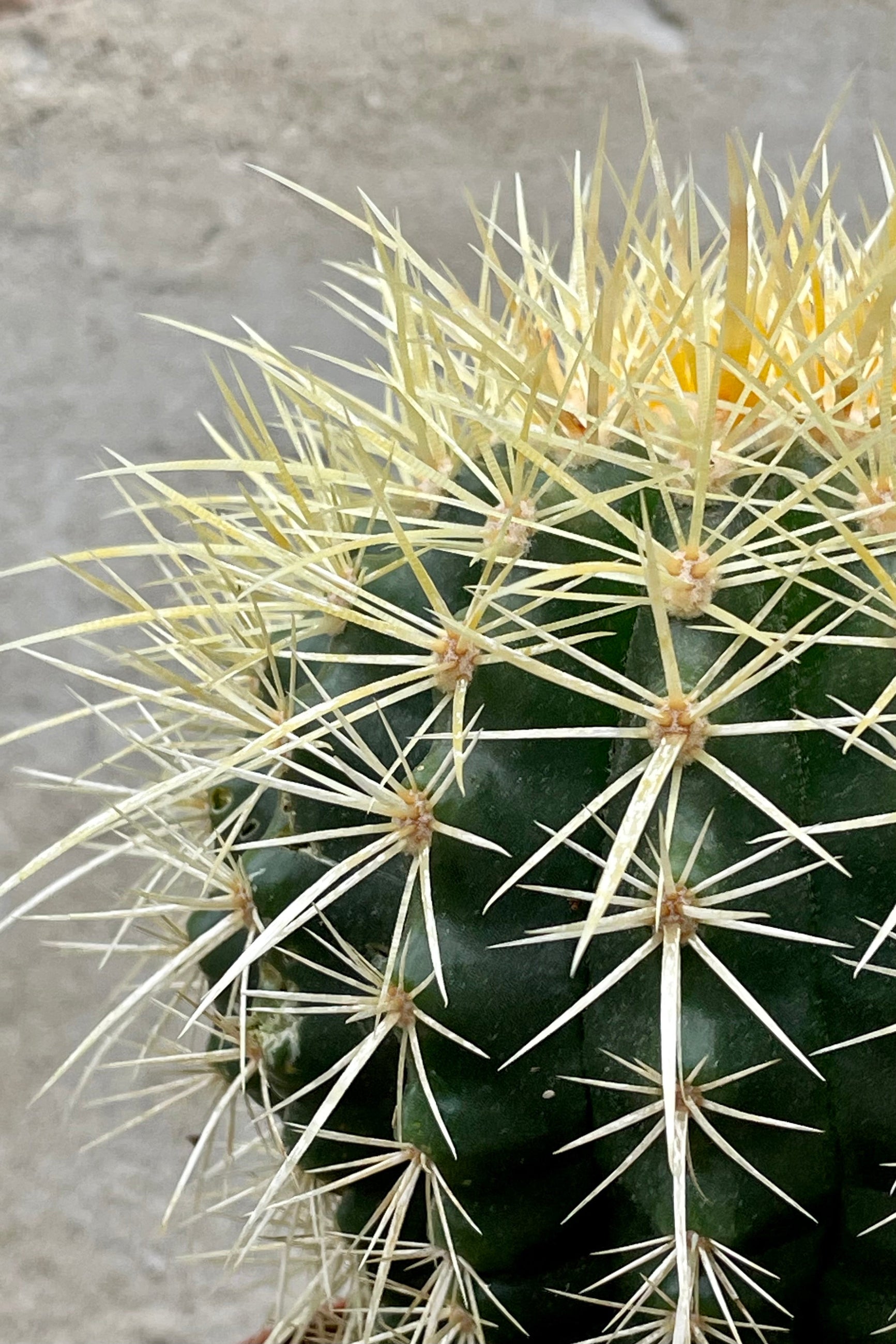 Echinocactus grusonii "Golden Barrel Cactus" 5" detail of green body with distinct ribs and golden cream spines against a grey wall ©Sprout Home