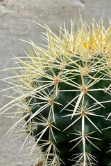 Echinocactus grusonii "Golden Barrel Cactus" 5" detail of green body with distinct ribs and golden cream spines against a grey wall