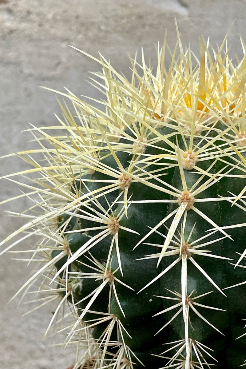 Echinocactus grusonii "Golden Barrel Cactus" 5" detail of green body with distinct ribs and golden cream spines against a grey wall