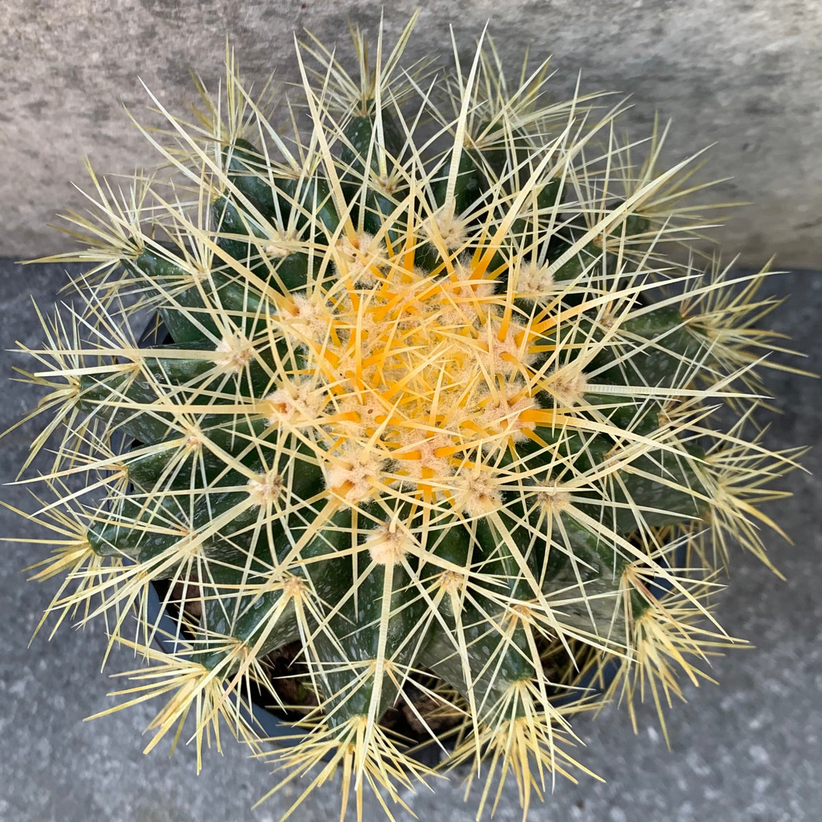 Echinocactus grusonii 