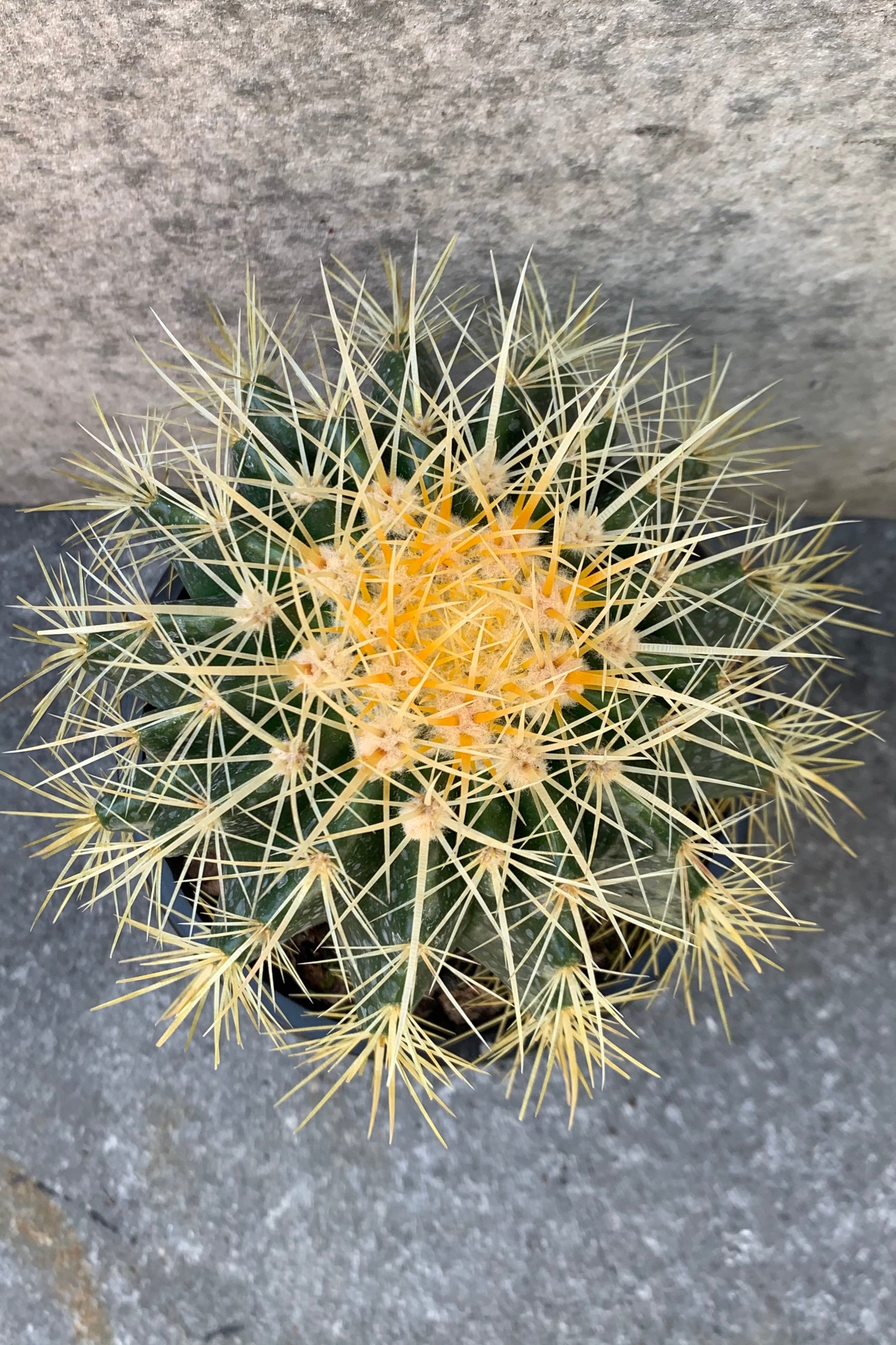 Detailed picture of the spines of the Golden Barrel Cactus. ©Sprout Home