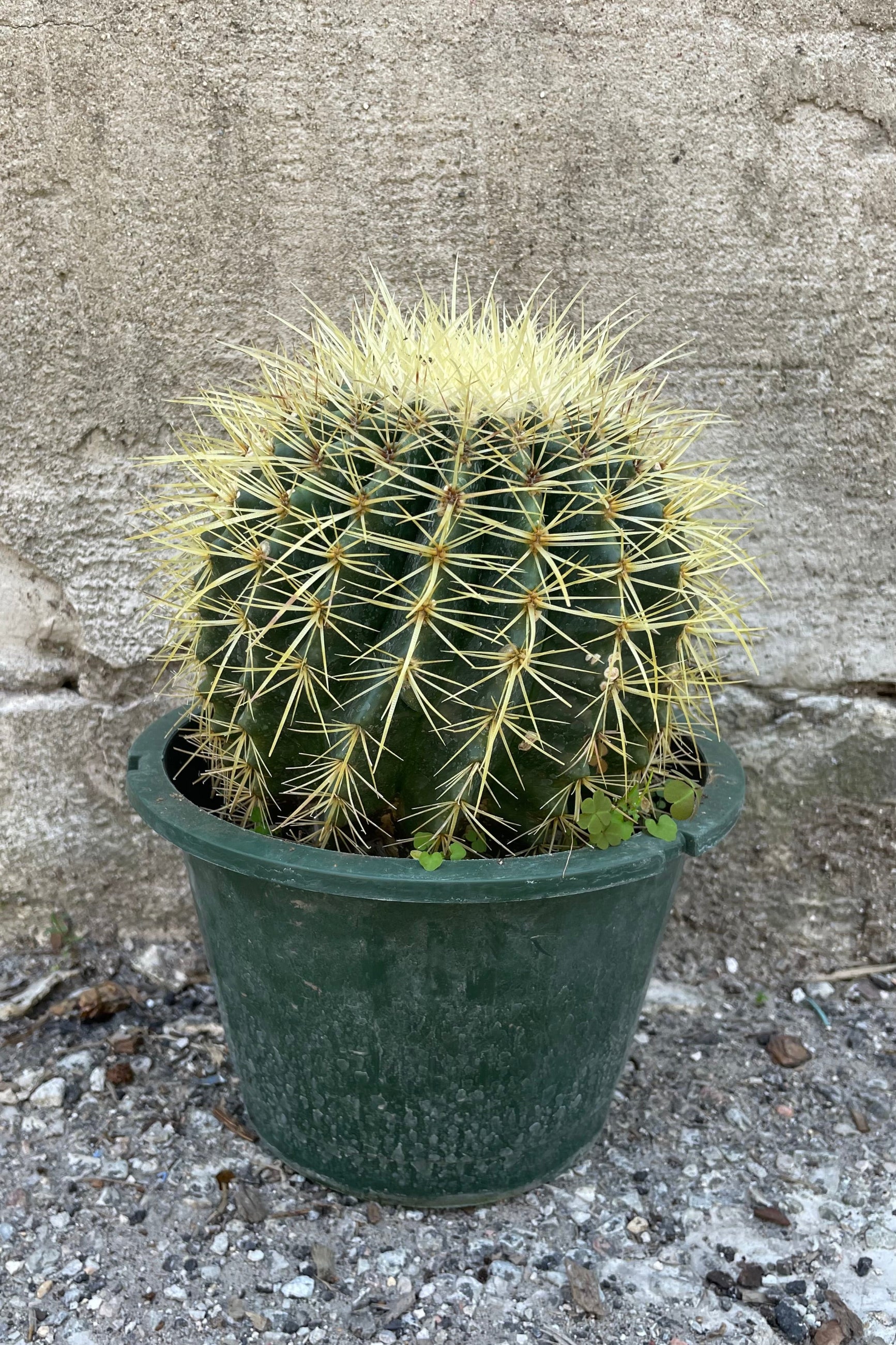 Echinocactus grusonii "Golden Barrel Cactus" 8" against a grey wall ©Sprout Home