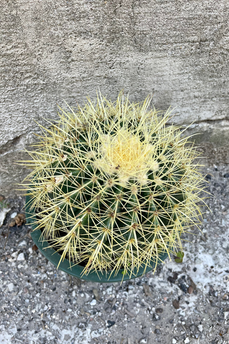 Top of Echinocactus grusonii "Golden Barrel Cactus" 8" against a grey wall