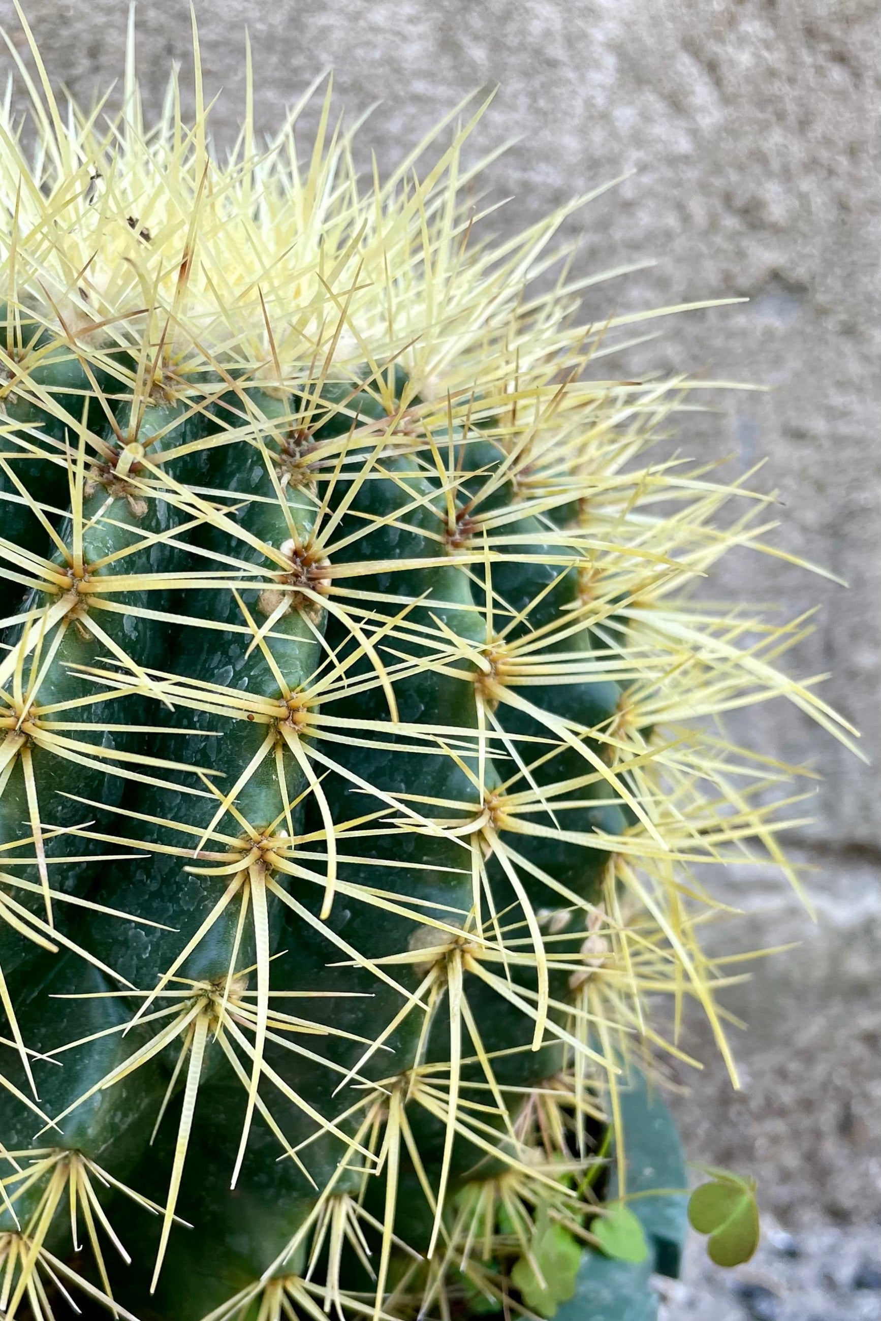 Detail of Echinocactus grusonii "Golden Barrel Cactus" 8" against a grey wall ©Sprout Home