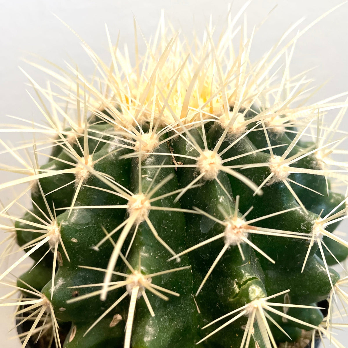 Echinocactus grusonii “Golden Barrel Cactus” 3.5