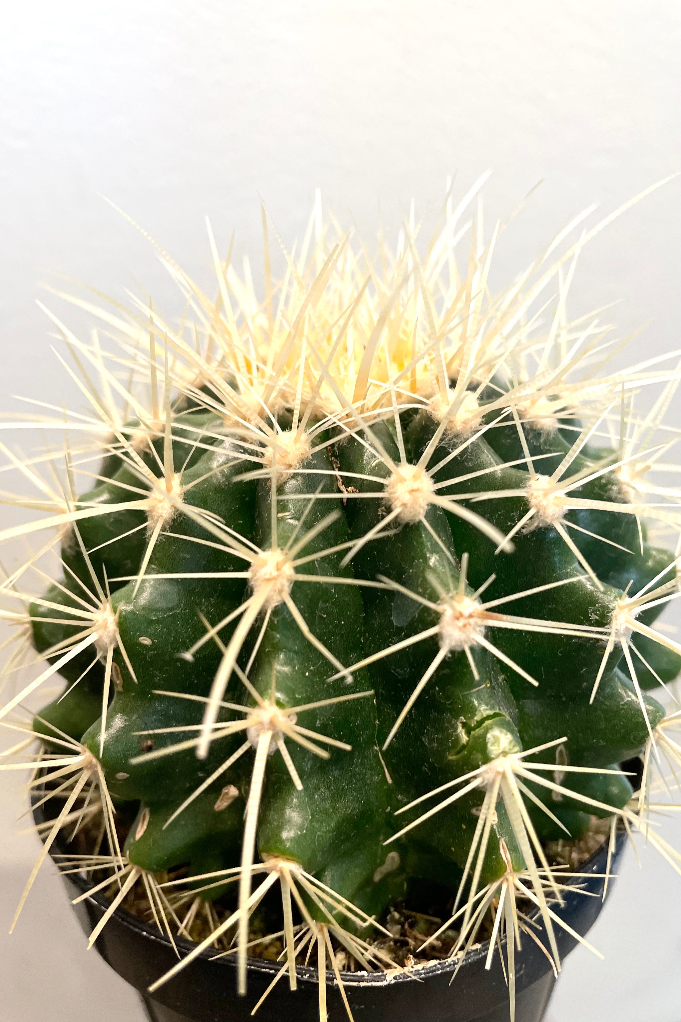 A detailed view of Echinocactus grusonii “Golden Barrel Cactus” 3.5" against white backdrop