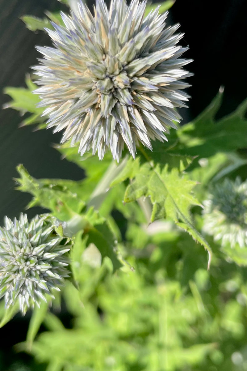 Globe thistle up close showing the icy blue flower at Sprout Home end of June.