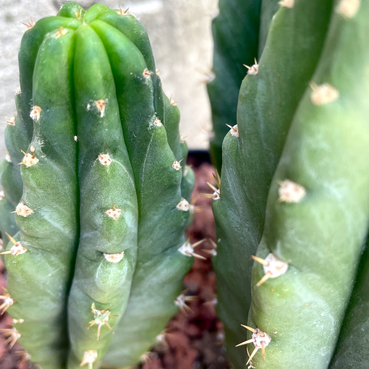 san pedro cactus san antonio Echinopsis pachanoi "San Pedro" 8" at SPROUT HOME