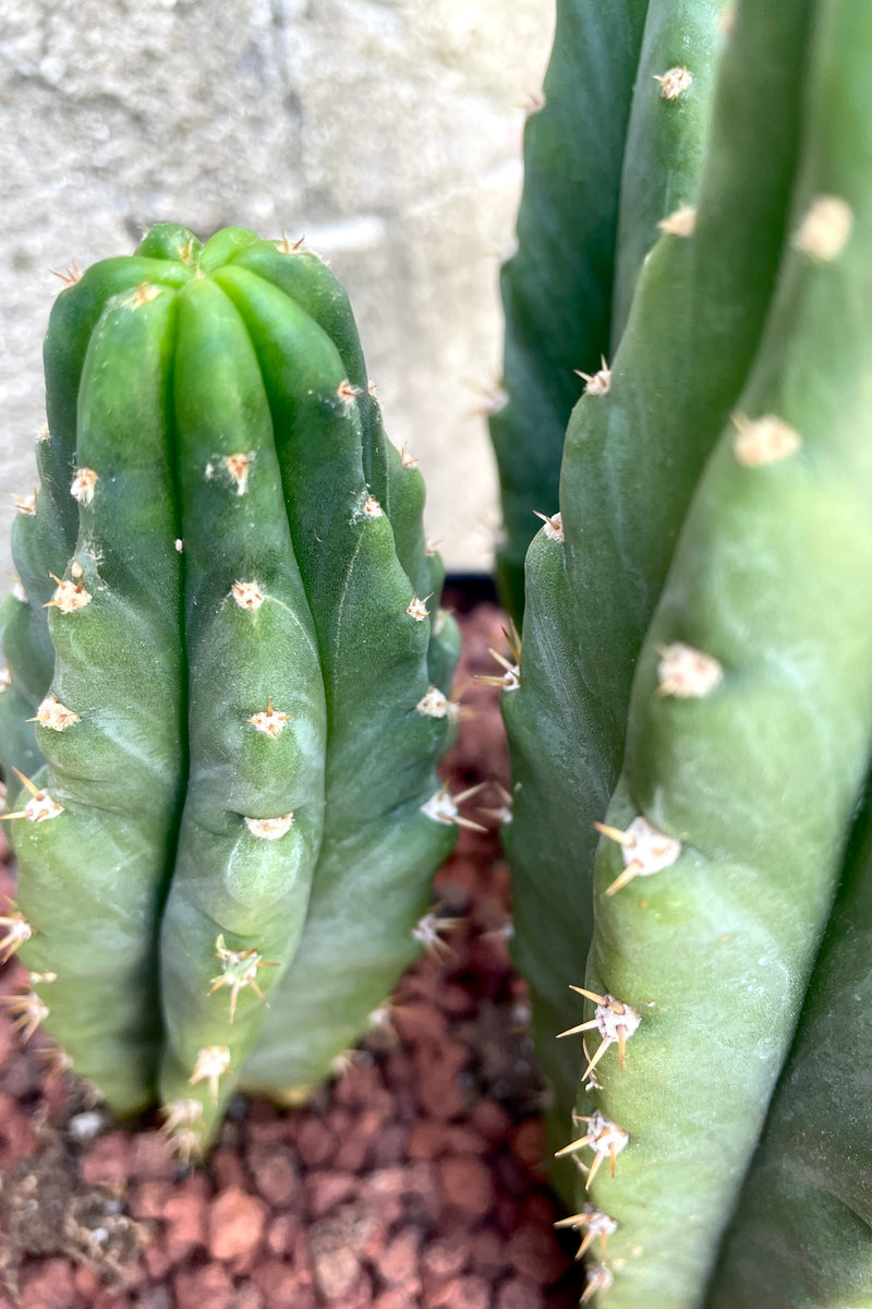 A detailed view of the 8" Echinopsis pachanoi "San Pedro" and its spines against a concrete backdrop
