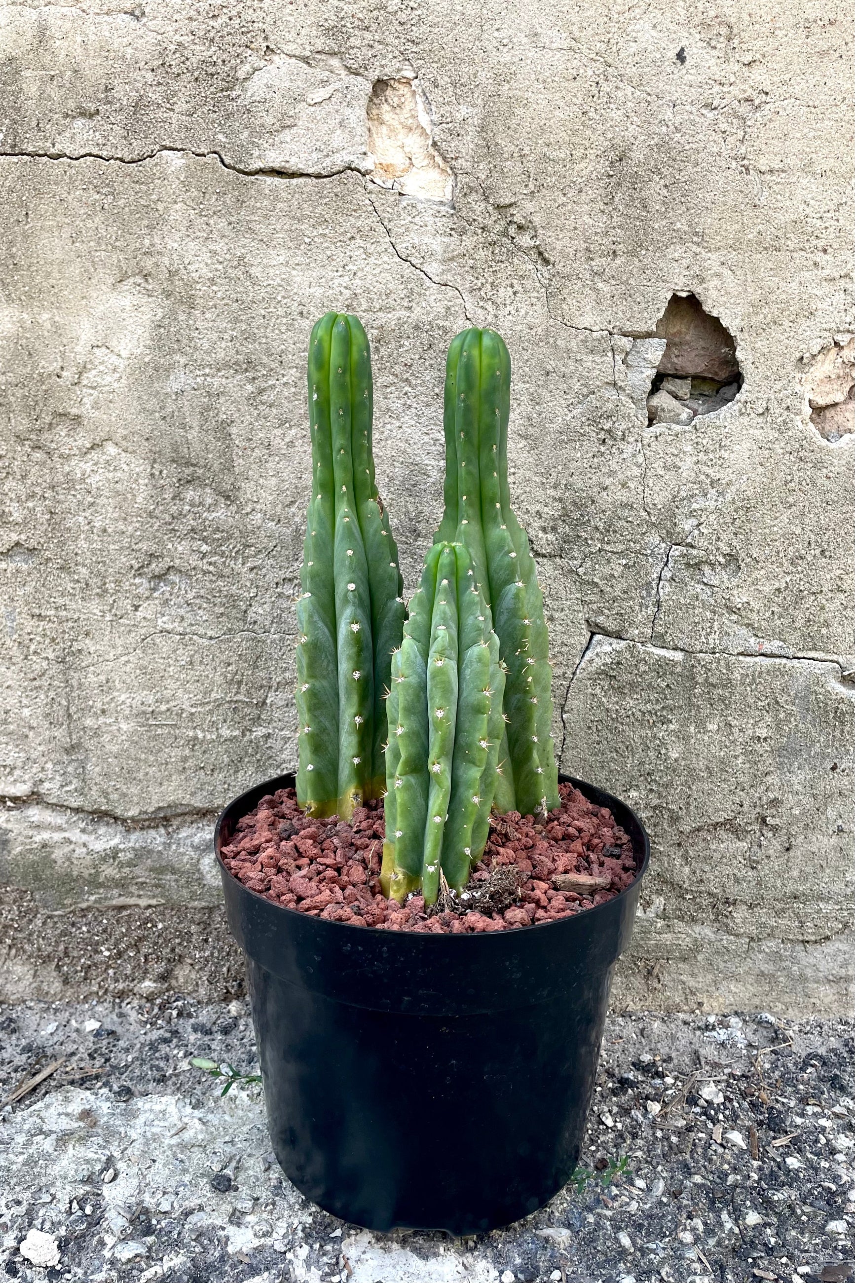 A full-body view of the 8" Echinopsis pachanoi "San Pedro" against a concrete backdrop ©Sprout Home