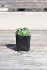 Tiny Echinopsis subdenudata in grow pot in front of grey wood background