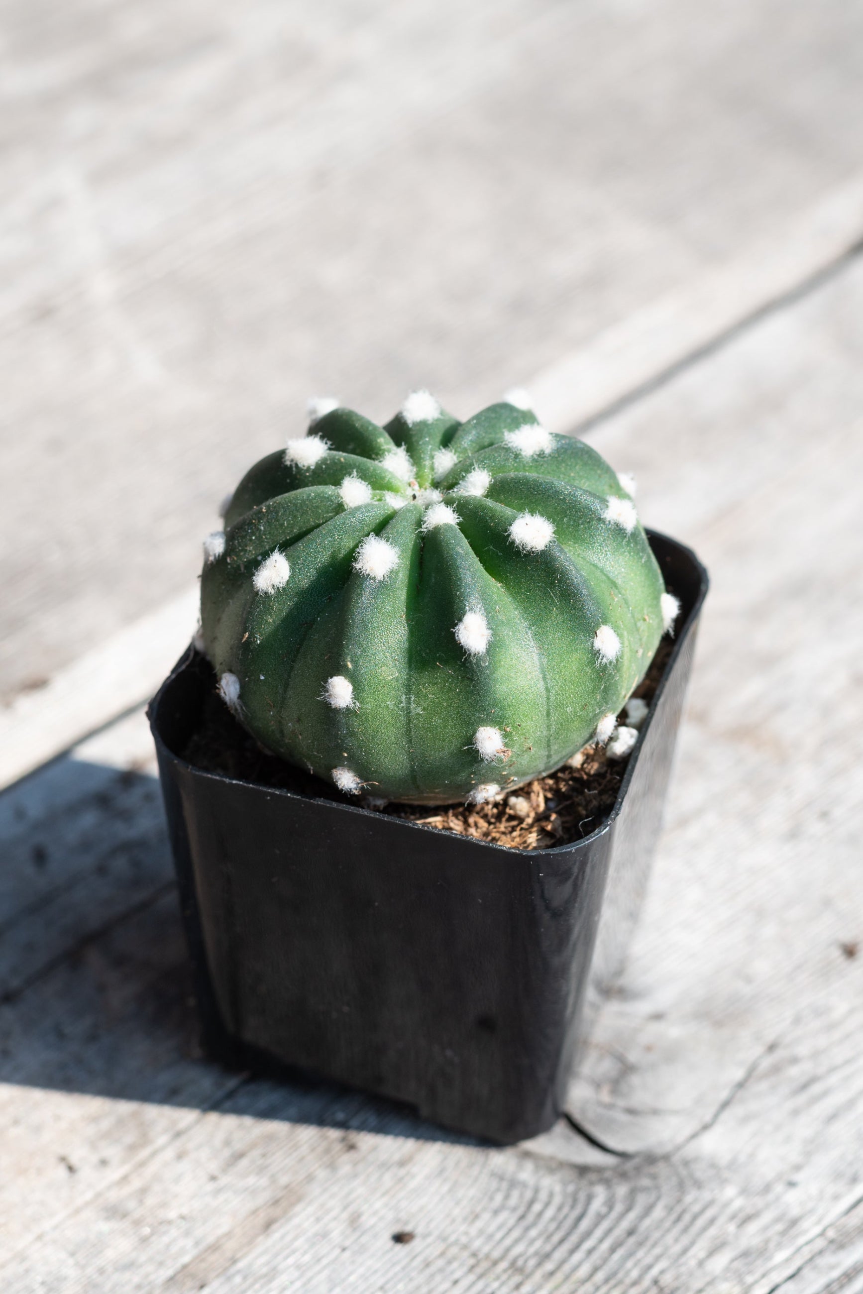 Close up of Echinopsis subdenudata in the sunshine ©Sprout Home