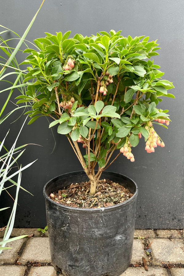 a #3 growers pot of Enkianthus 'Jan Isle Red' during mid May in bloom sjhjowing the pendulous flowers against green leaves and black background at Sprout Home.