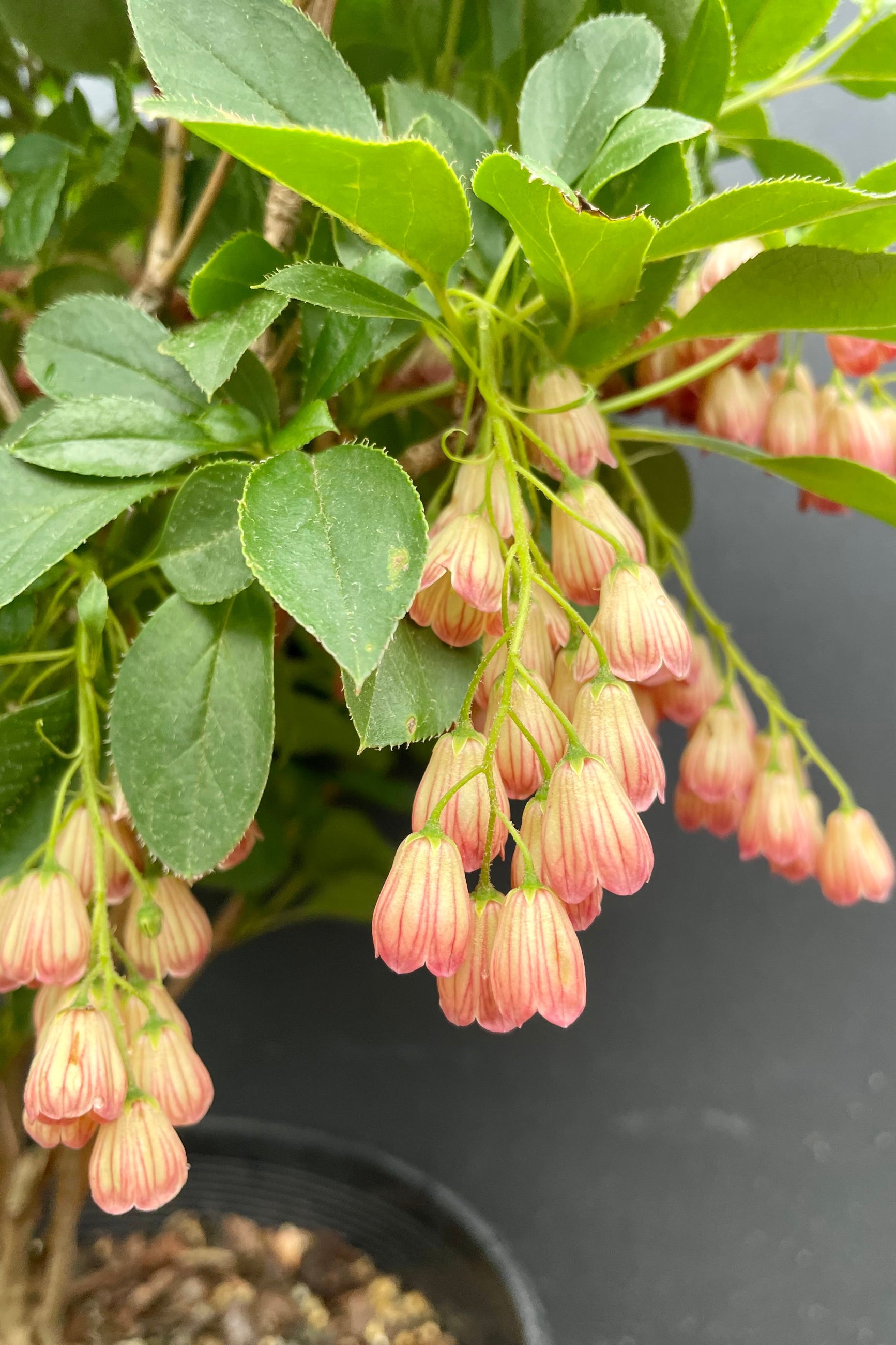 Enkianthus 'Jan Isle Red' during mid May in bloom sjhjowing the pendulous flowers against green leaves and black background at Sprout Home. ©Sprout Home