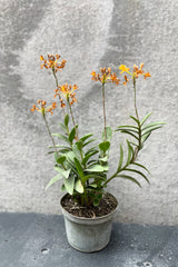 Epidendrum Orchid 6"
