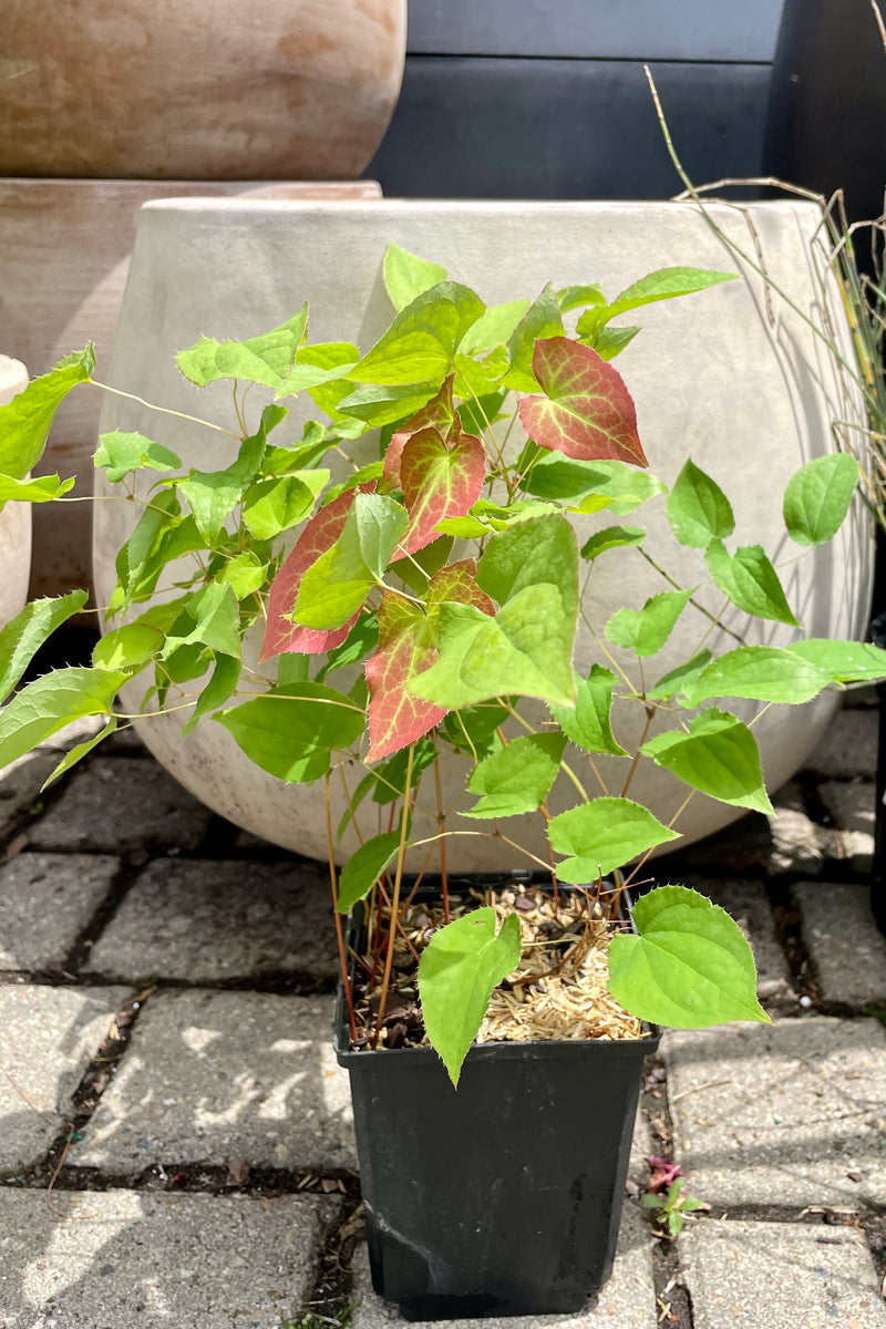 1qt container of Epimedium x rubrum in mid June showing the green leaves with burgundy tints in front of terrarcotta containers at Sprout Home.