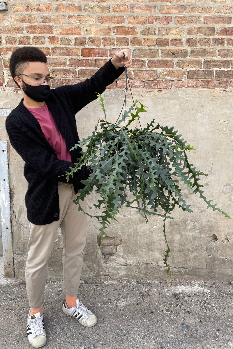 Our sweet garden employee Tristen holding a hanging Epiphyllum anguliger "Ric Rac Cactus" in front of a concrete and brick wall