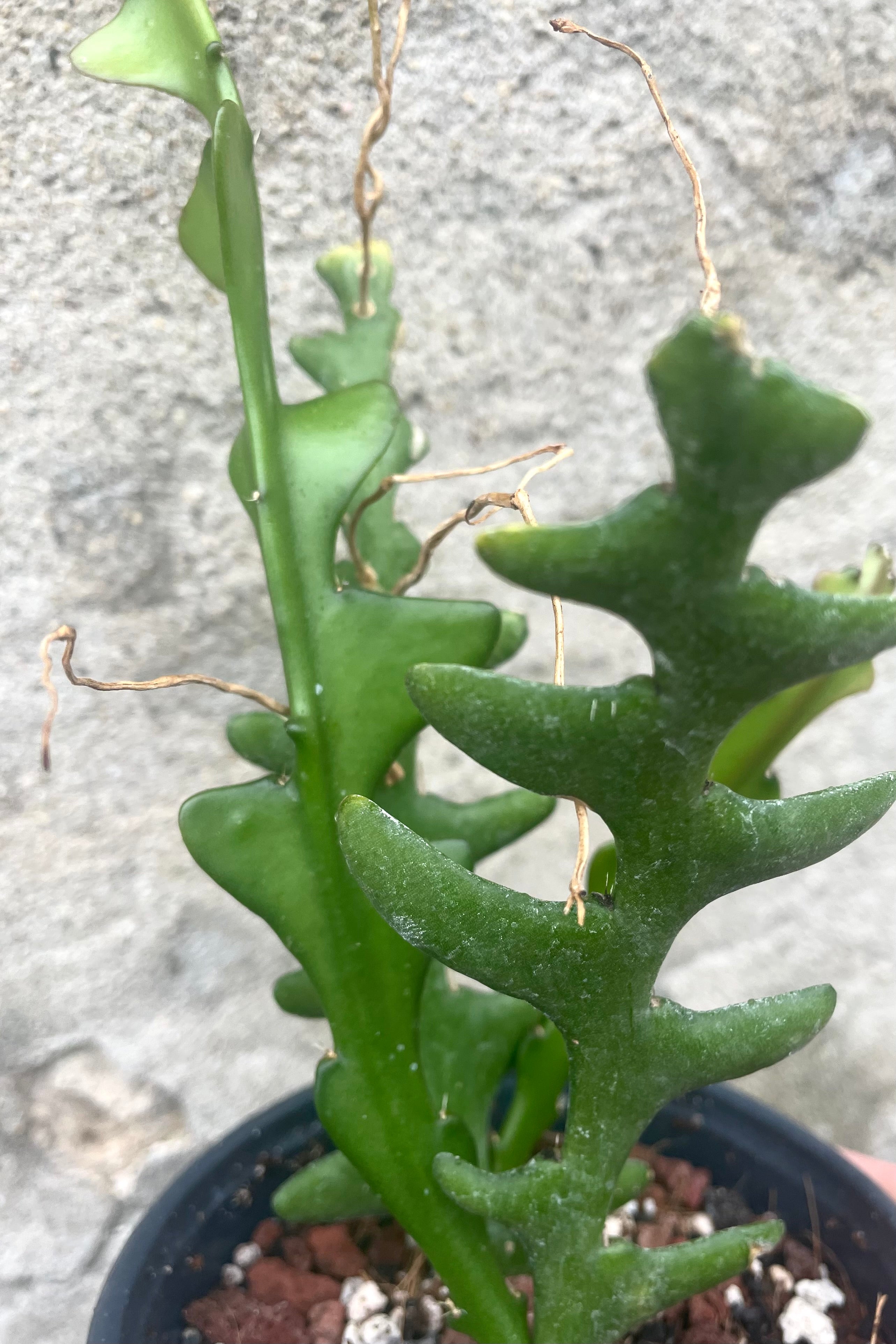 A detailed view of Epiphyllum anguliger "Ric Rac Cactus" 4" against a concrete backdrop