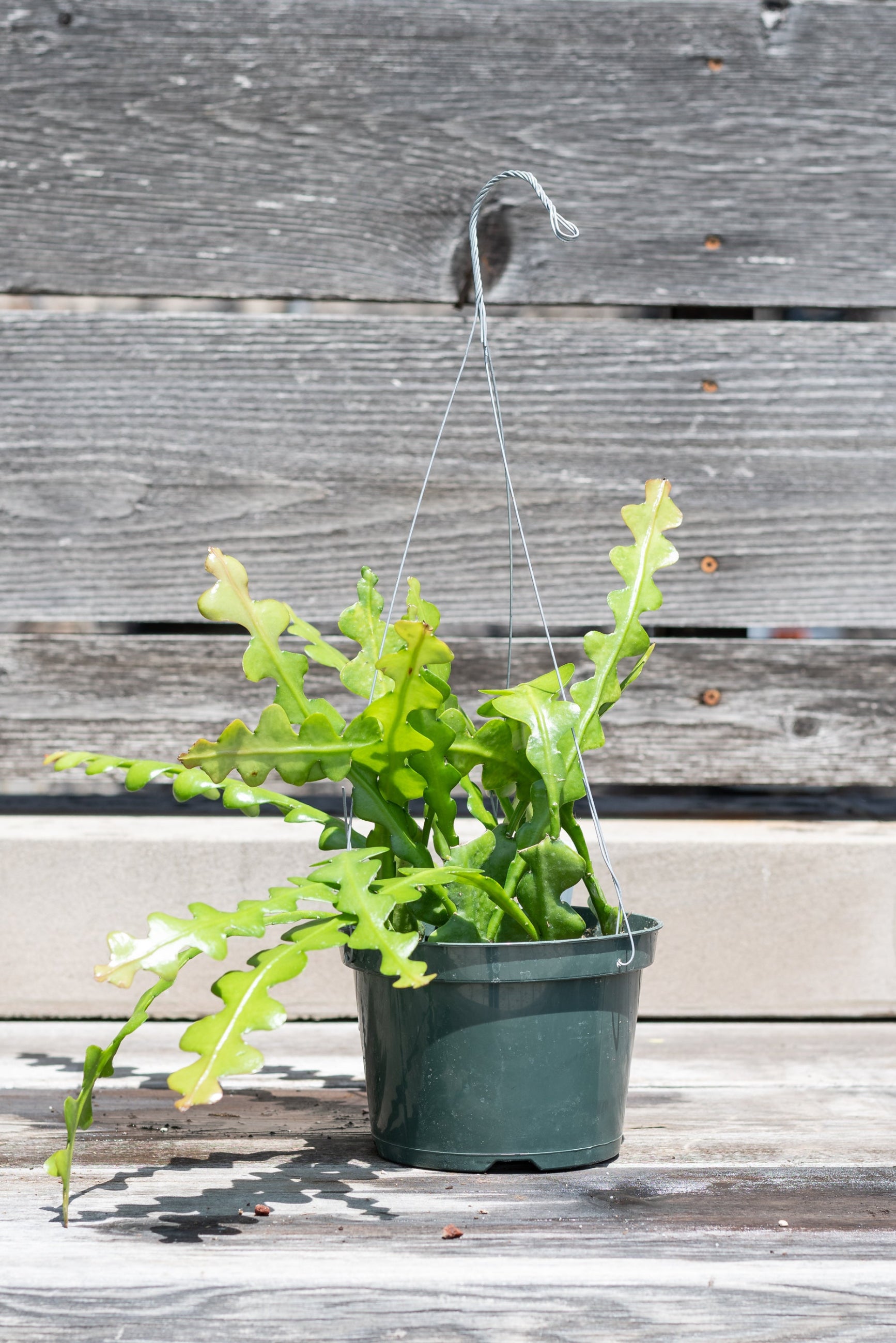 Epiphyllum anguliger "Ric Rac Cactus"  in hanging pot in front of grey wood wall ©Sprout Home