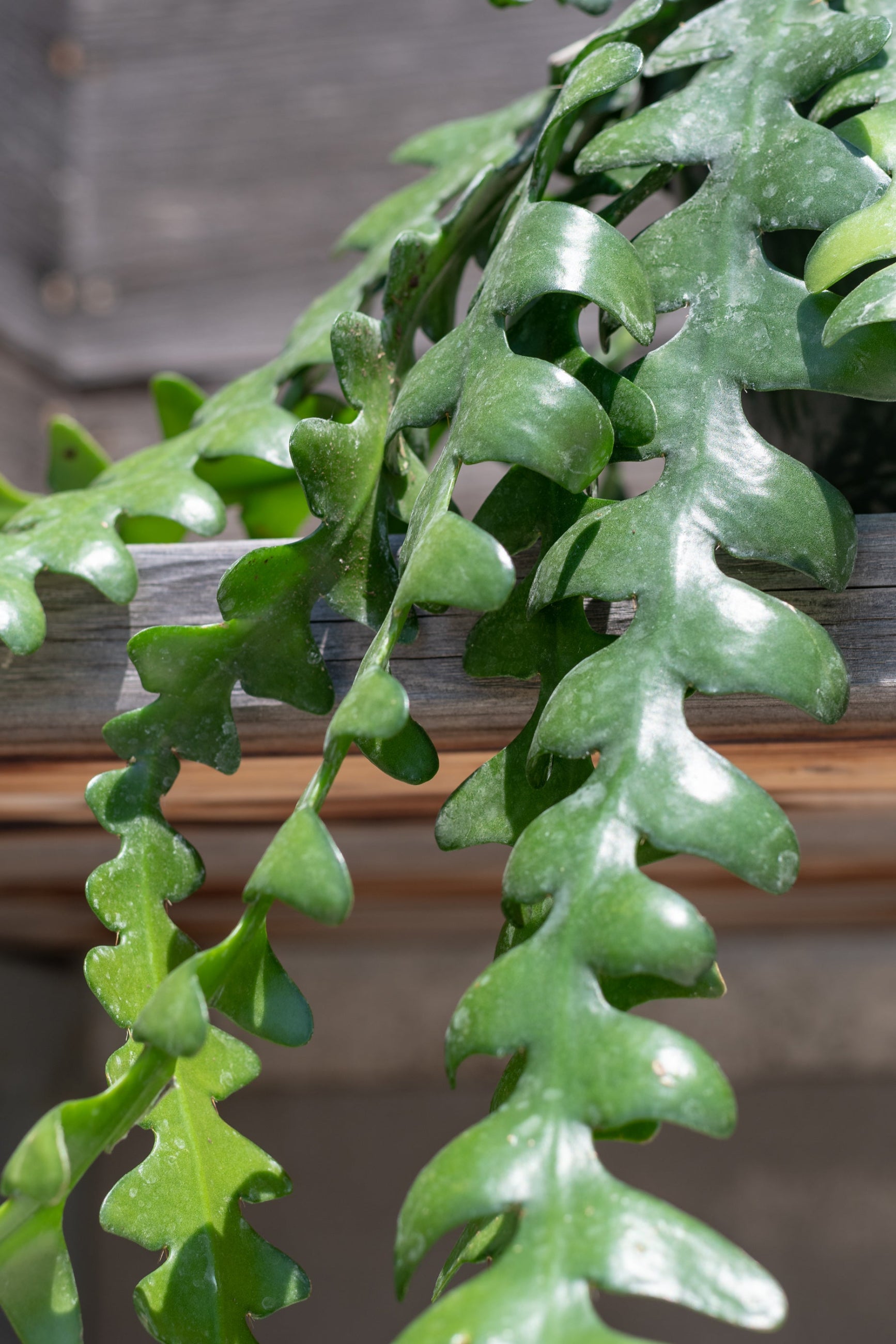 Close up of Epiphyllum anguliger "Ric Rac Cactus" ©Sprout Home