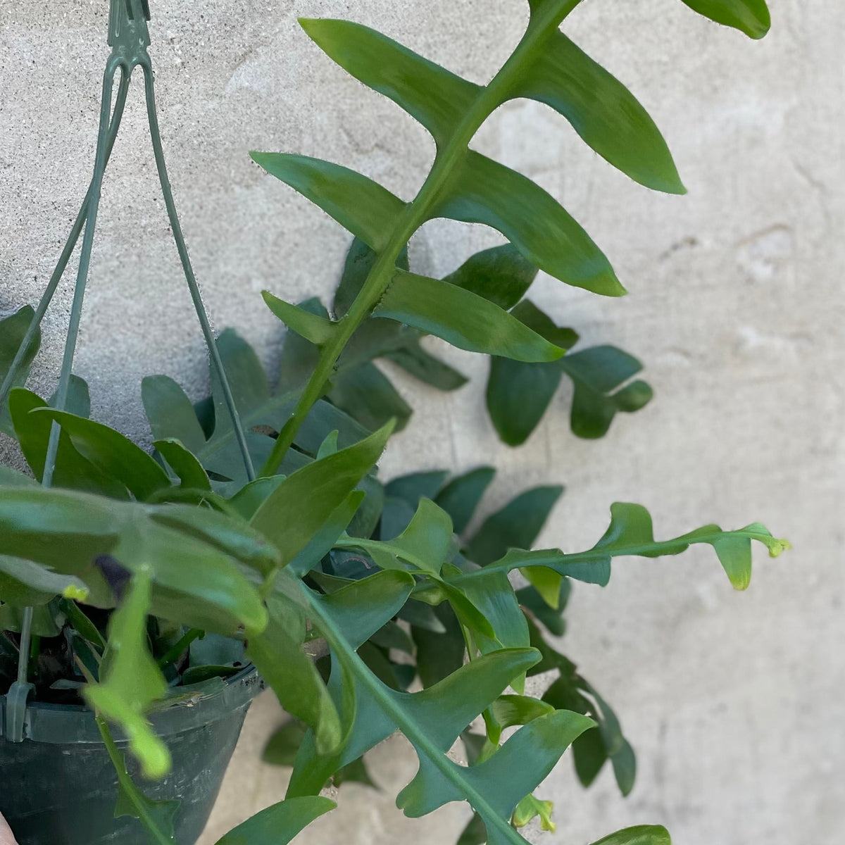 shark tooth succulent care Epiphyllum chrysocardium "Sharktooth Cactus" 8" at SPROUT HOME