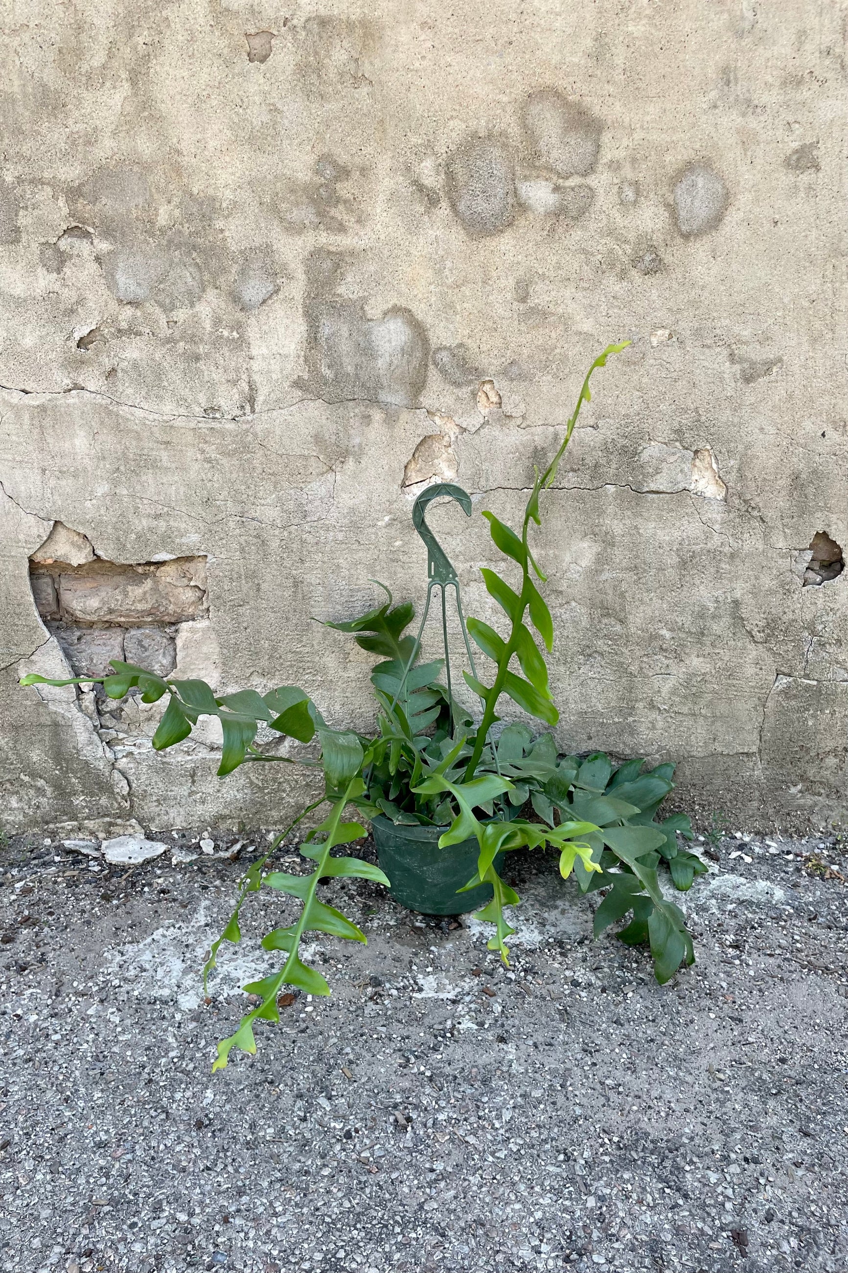 Epiphyllum chrysocardium "Sharktooth Cactus" 8" against a grey wall  ©Sprout Home