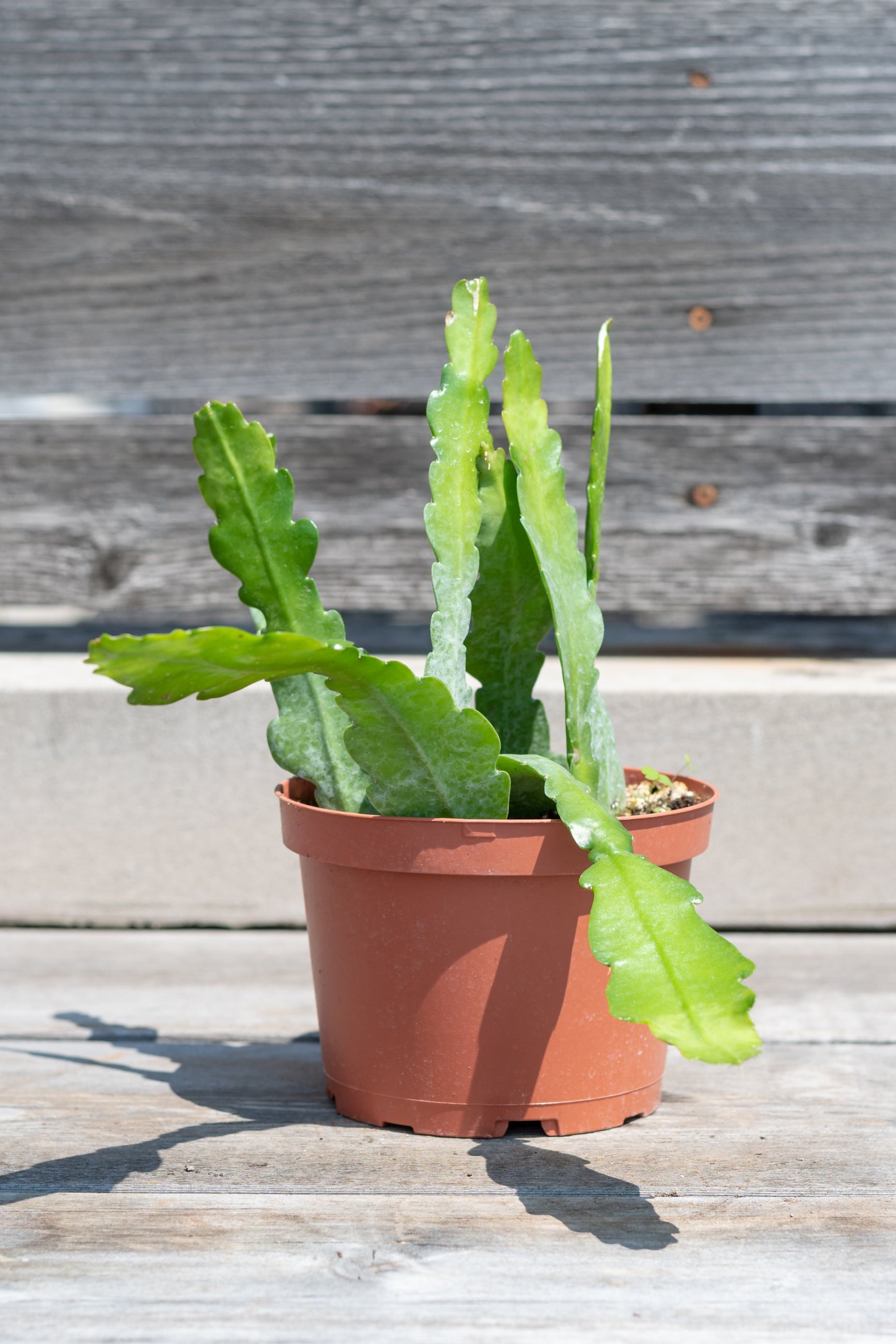 Queen of the Night plant I na 6" growers pot against a wood wall.  Not in bloom ©Sprout Home