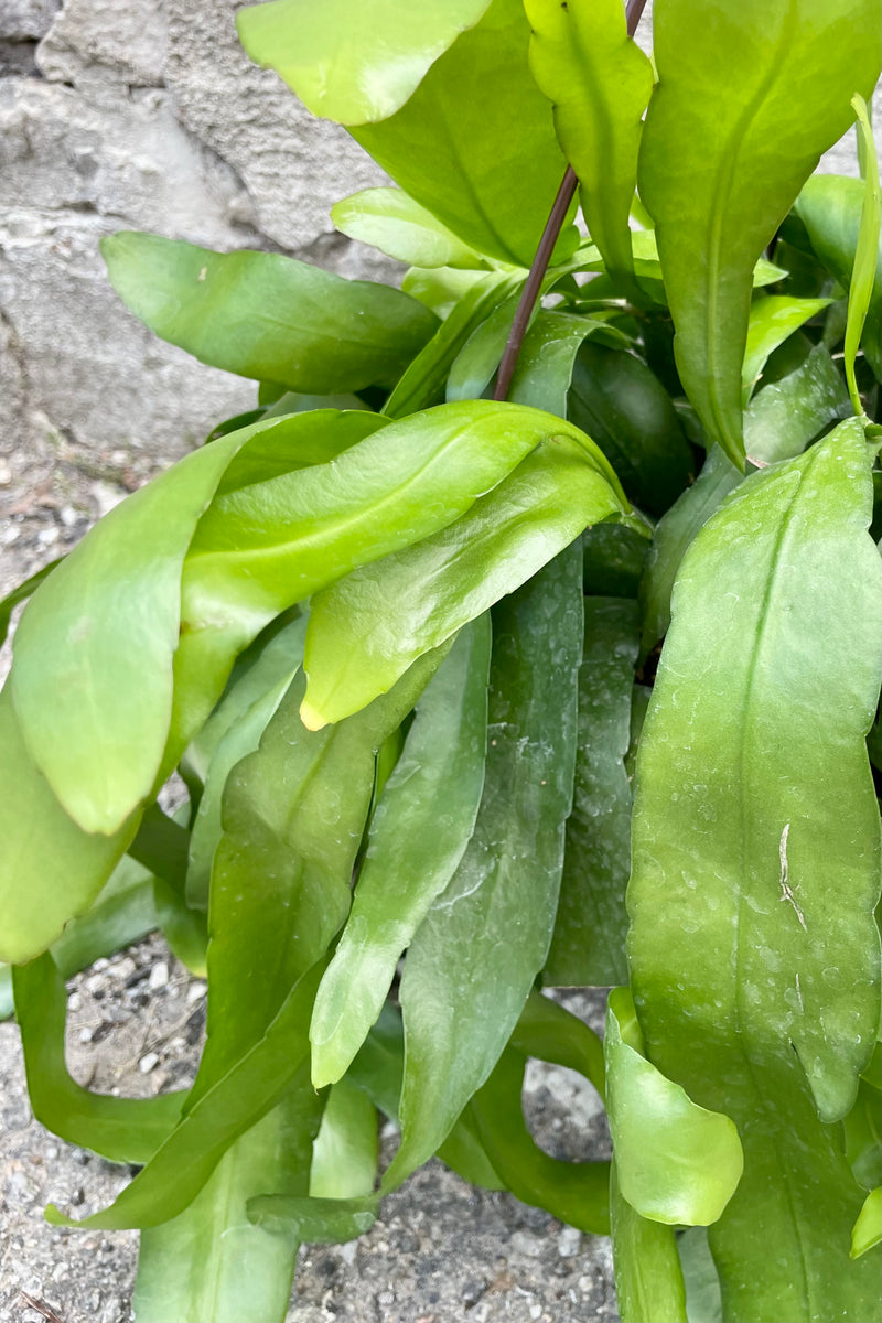 A detailed view of the leaves of the 8" Epiphyllum oxypetalum against a concrete backdrop