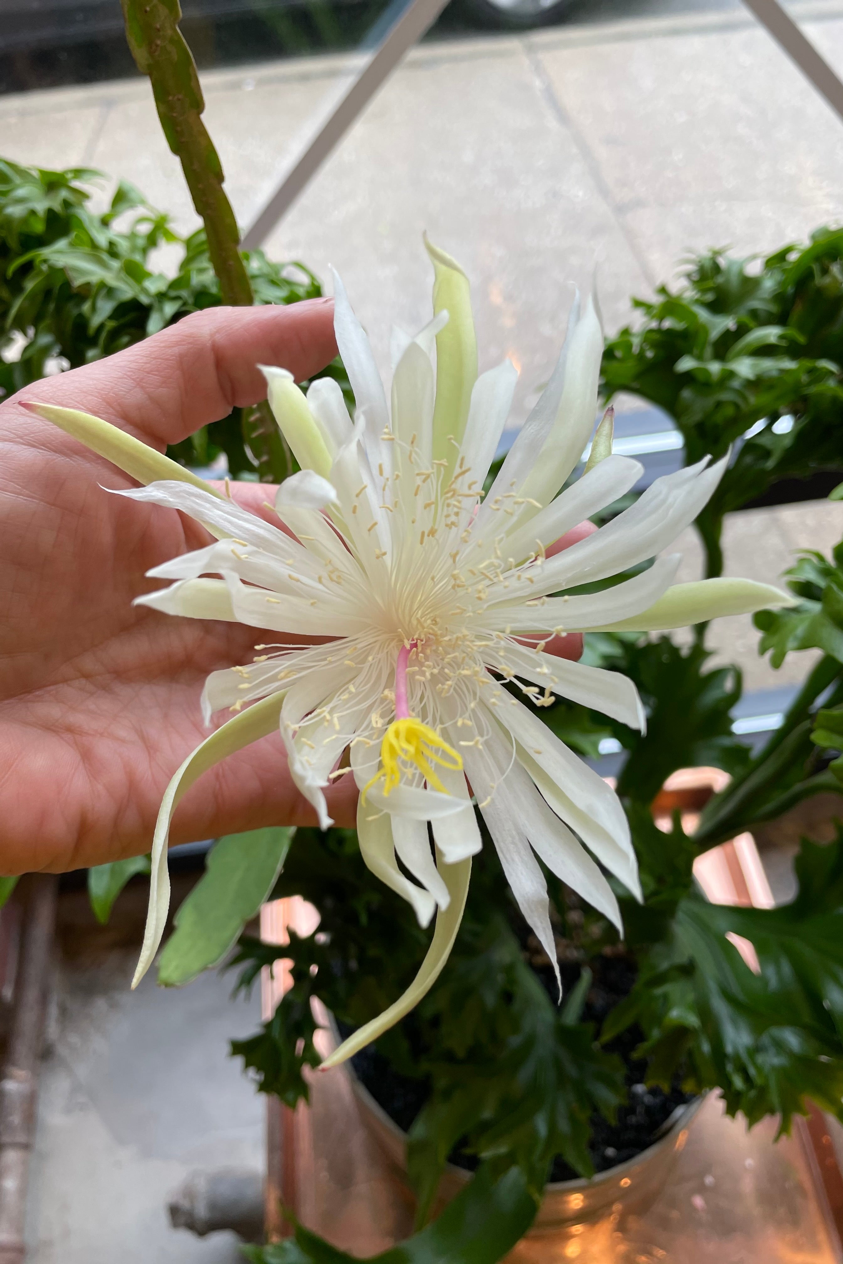 Epiphyllum oxypetalum "Queen of the Night" in bloom.