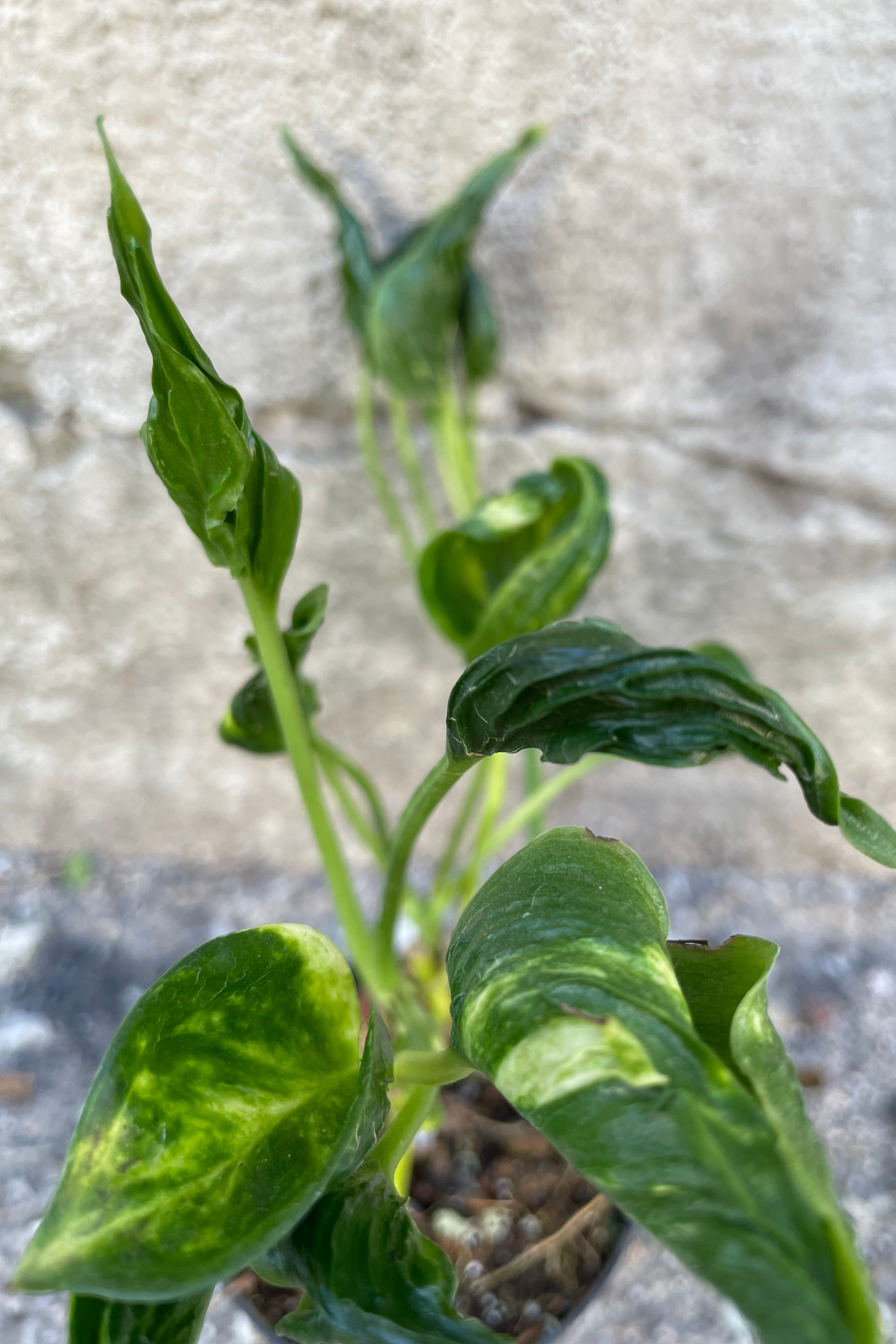 Close up of Epipremnum aureum 'Shangri La' foliage