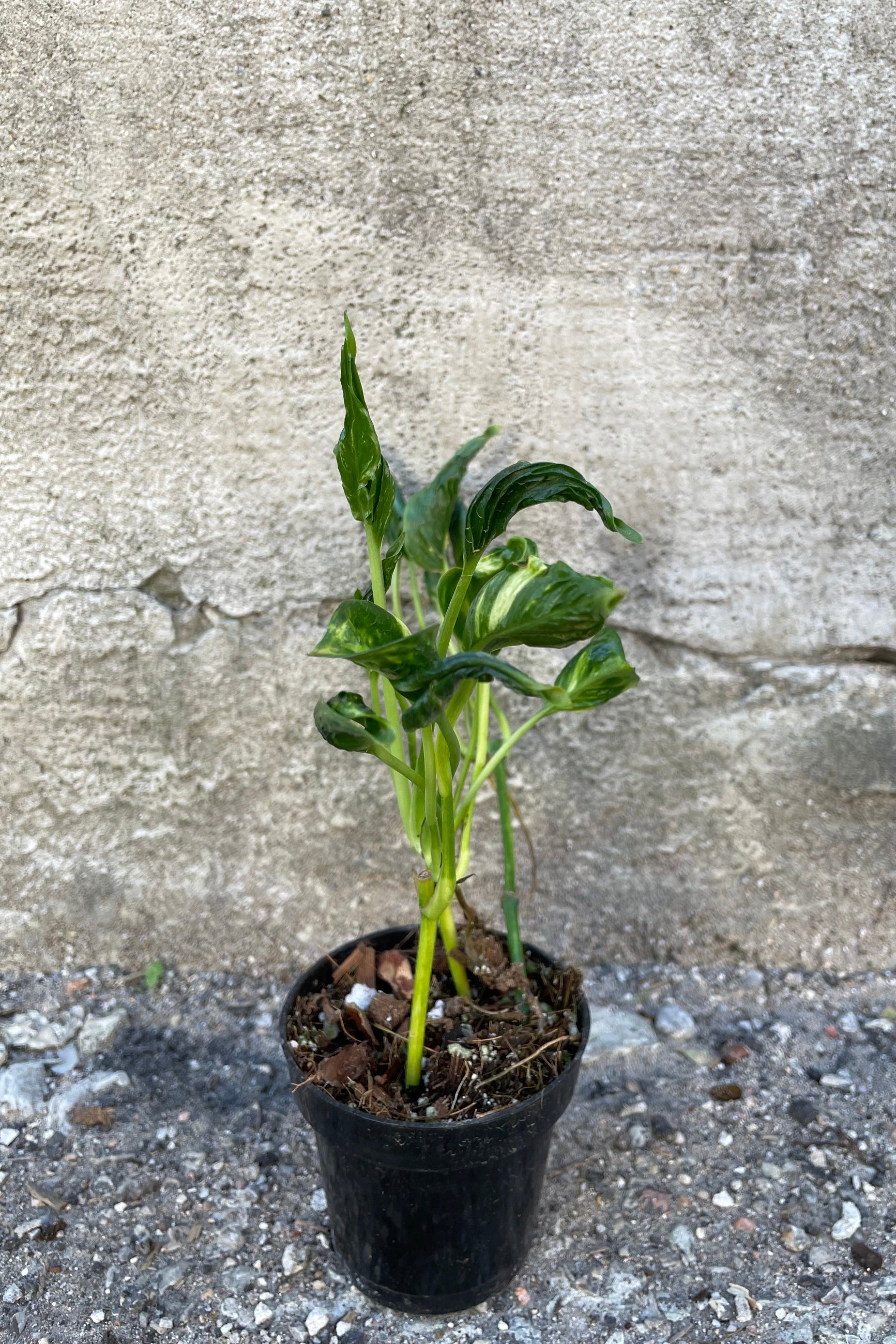 Epipremnum aureum 'Shangri La' in grow pot in front of concrete wall ©Sprout Home