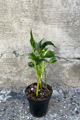 Epipremnum aureum 'Shangri La' in grow pot in front of concrete wall